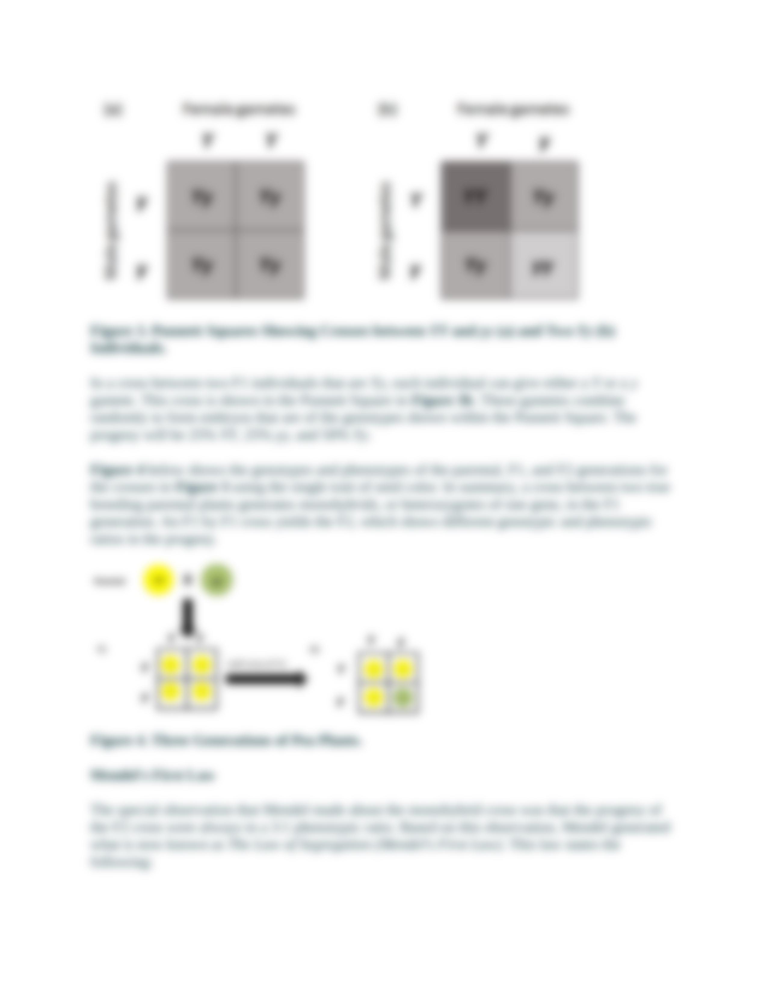 genetics of corn.docx_dkkp5zmji1g_page4