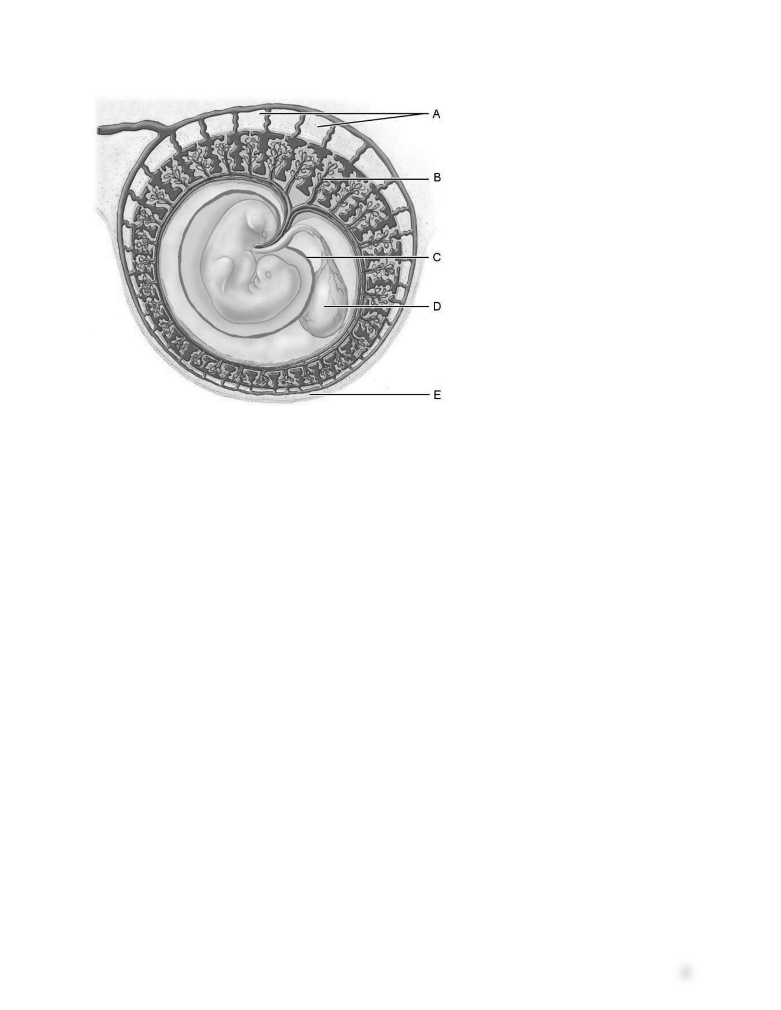 ch_28_worksheet answer.docx_dktrfbjgxxg_page2