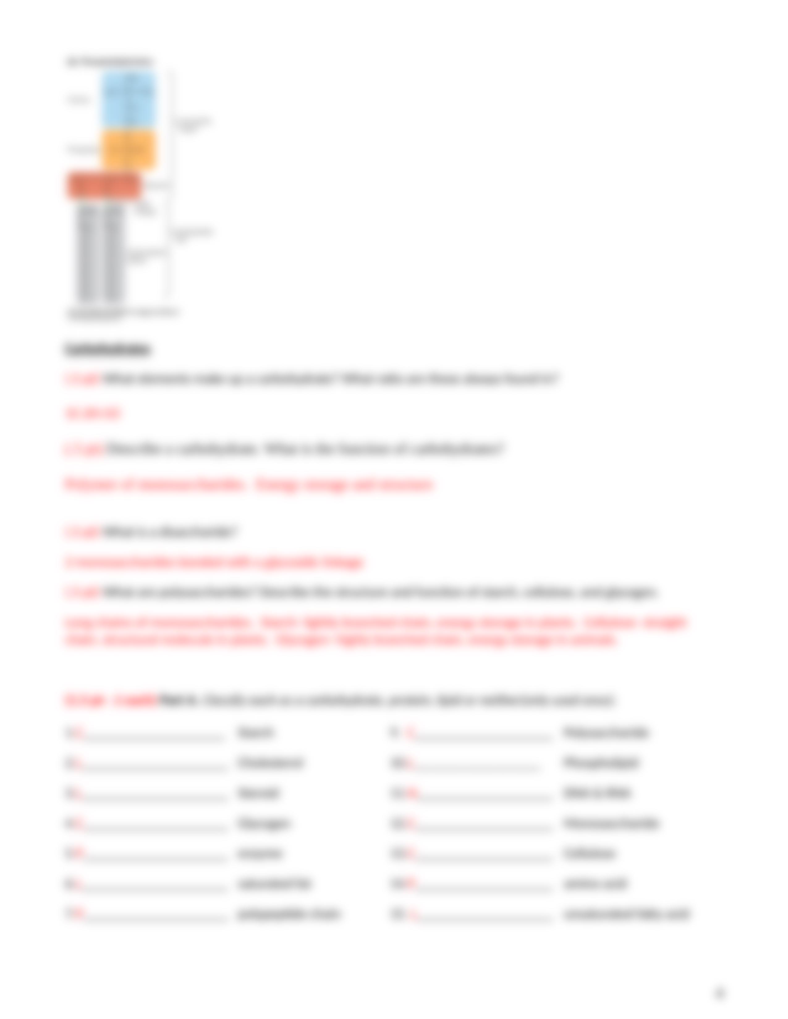 Macromolecules Worksheet - Key.docx_dla9t2h4iv5_page4