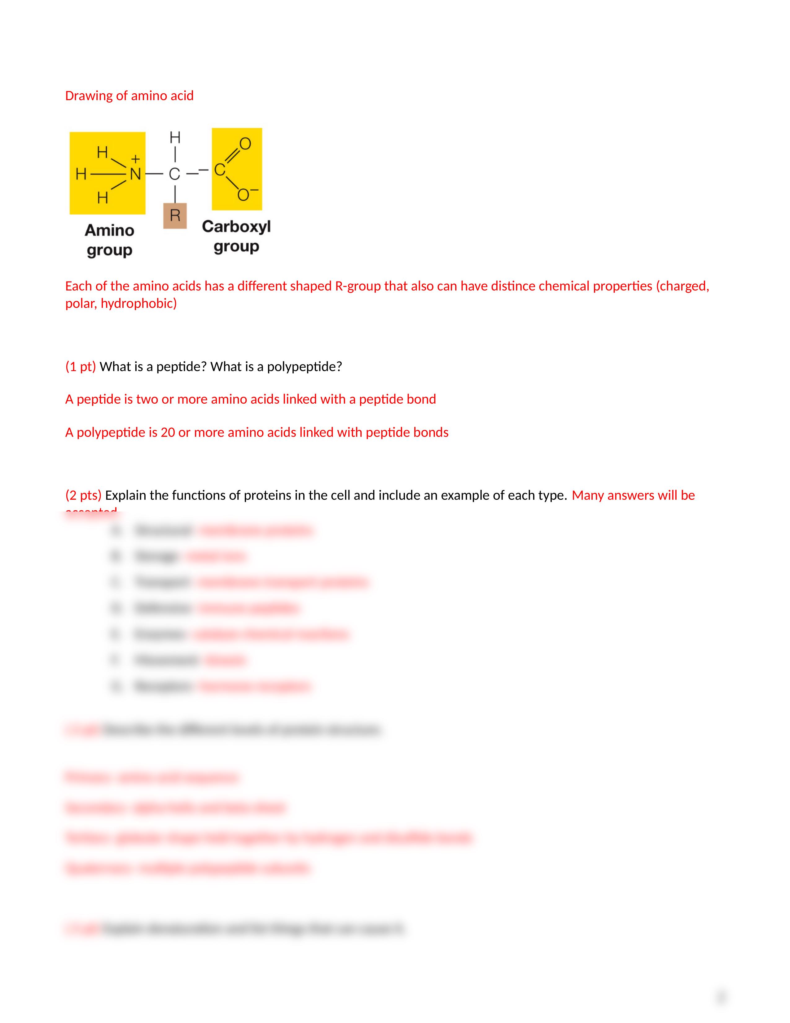 Macromolecules Worksheet - Key.docx_dla9t2h4iv5_page2