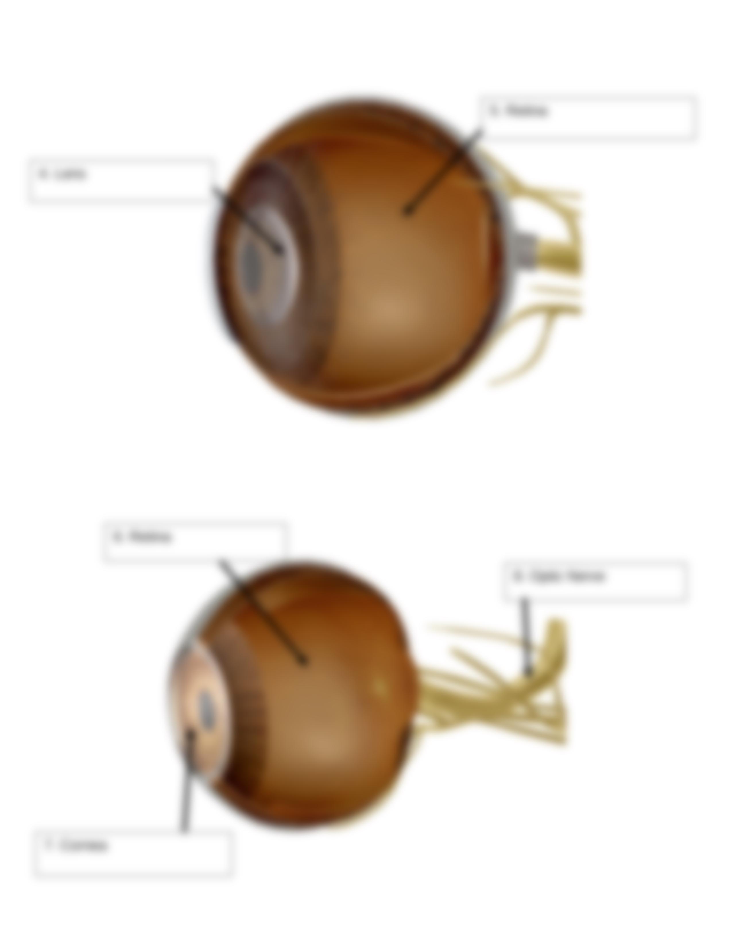 BIO 210 Lab 9 Part 1 The Eye and Ear Anatomy SP2021 (AutoRecovered).docx_dlily5dfal4_page4