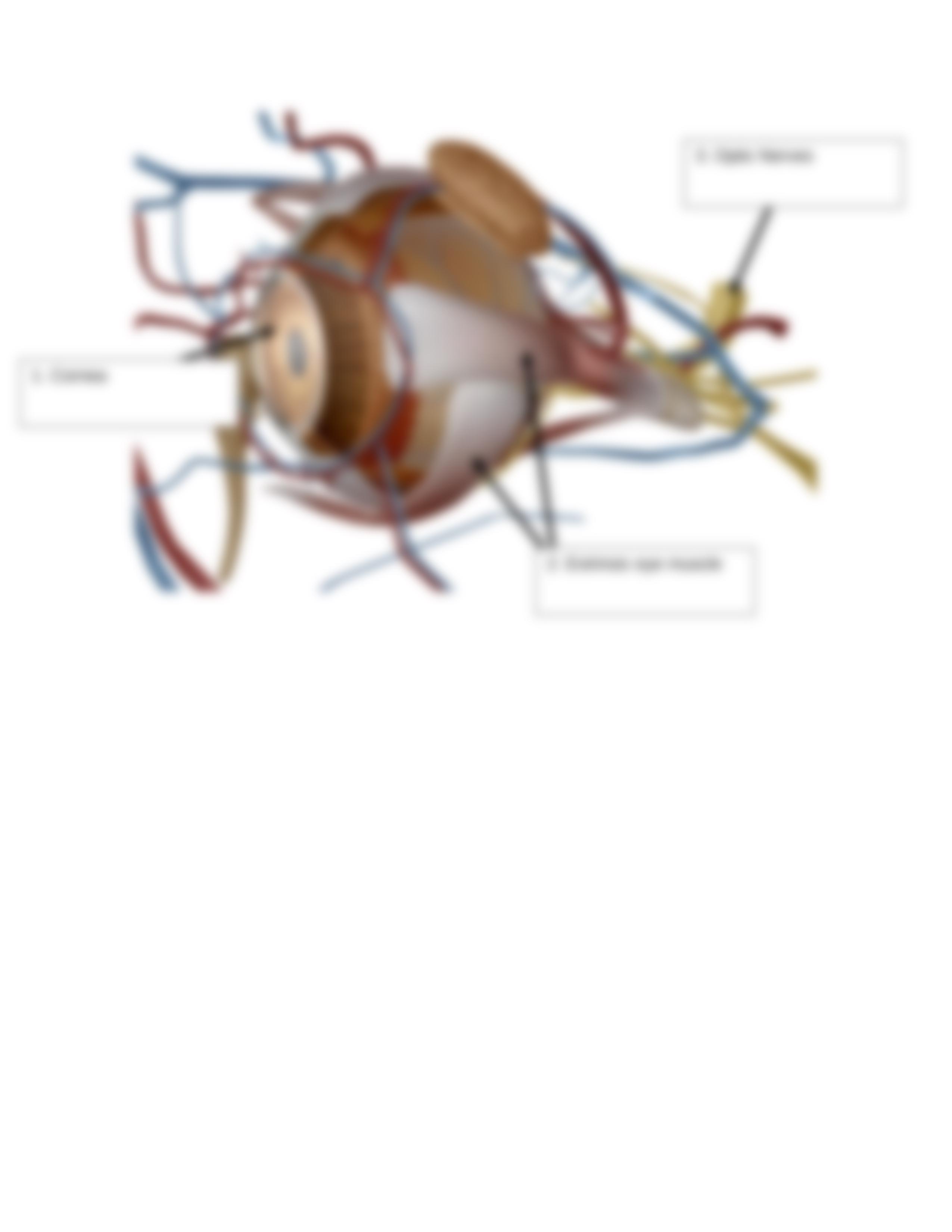 BIO 210 Lab 9 Part 1 The Eye and Ear Anatomy SP2021 (AutoRecovered).docx_dlily5dfal4_page3