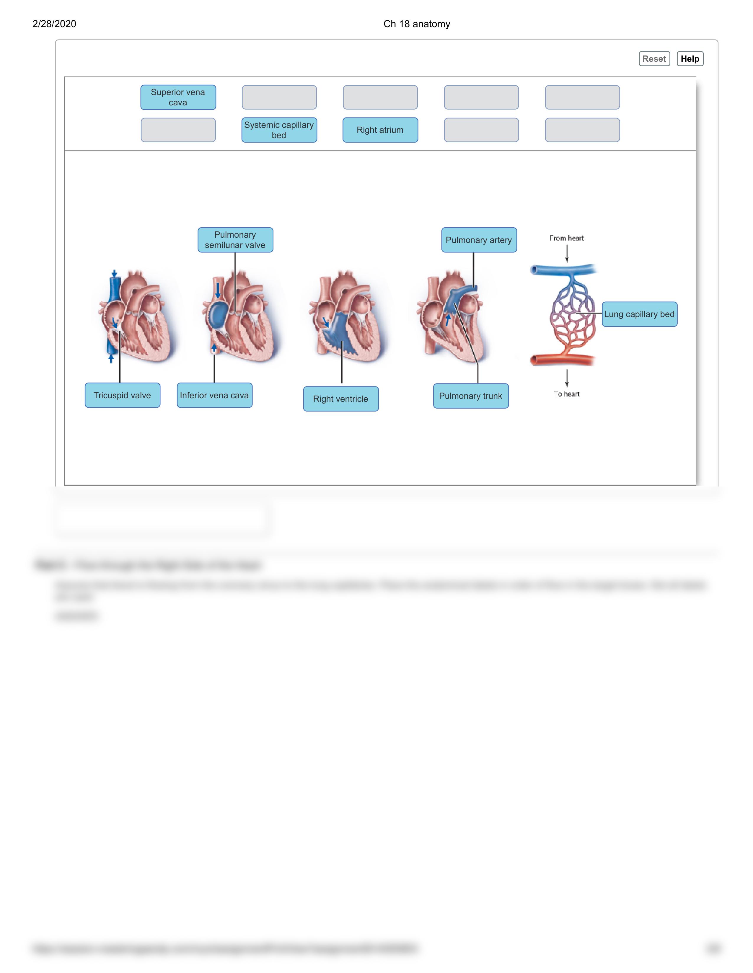 Ch 18 anatomy.pdf_dlndn08cn2s_page2