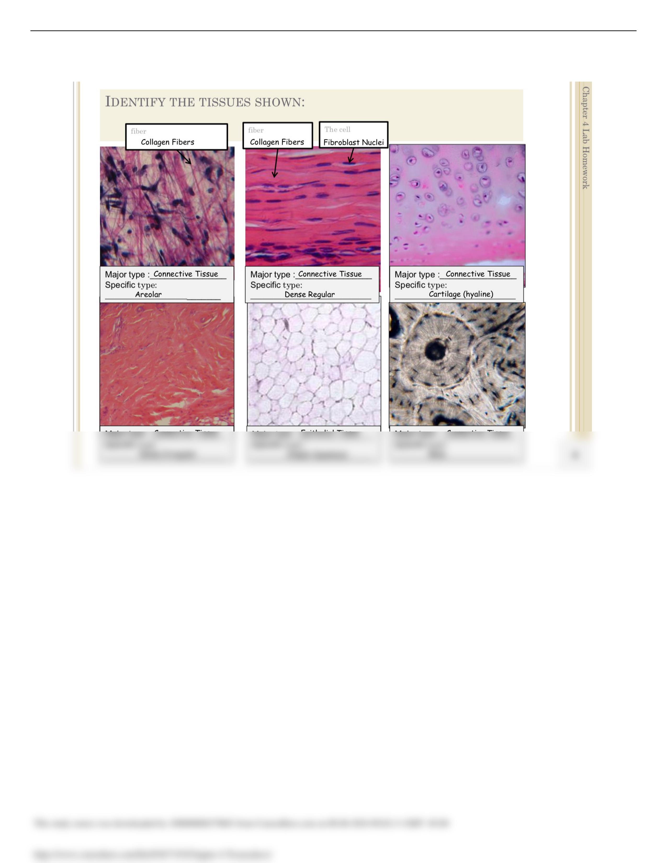 Chapter 4 Tissues.docx_dmem9kd4sx2_page1