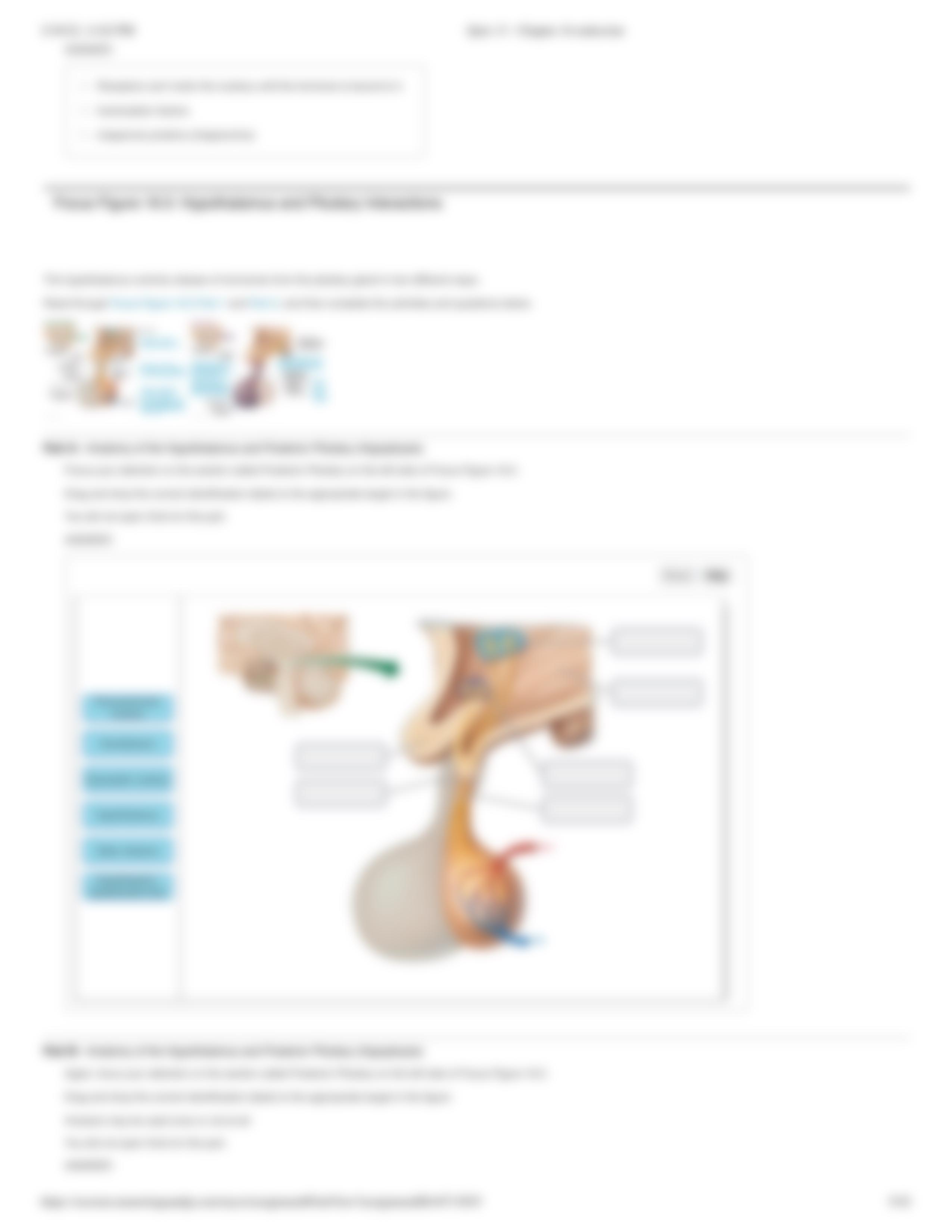 Quiz 13 - Chapter 16 endocrine.pdf_dmhk8hws5nj_page5