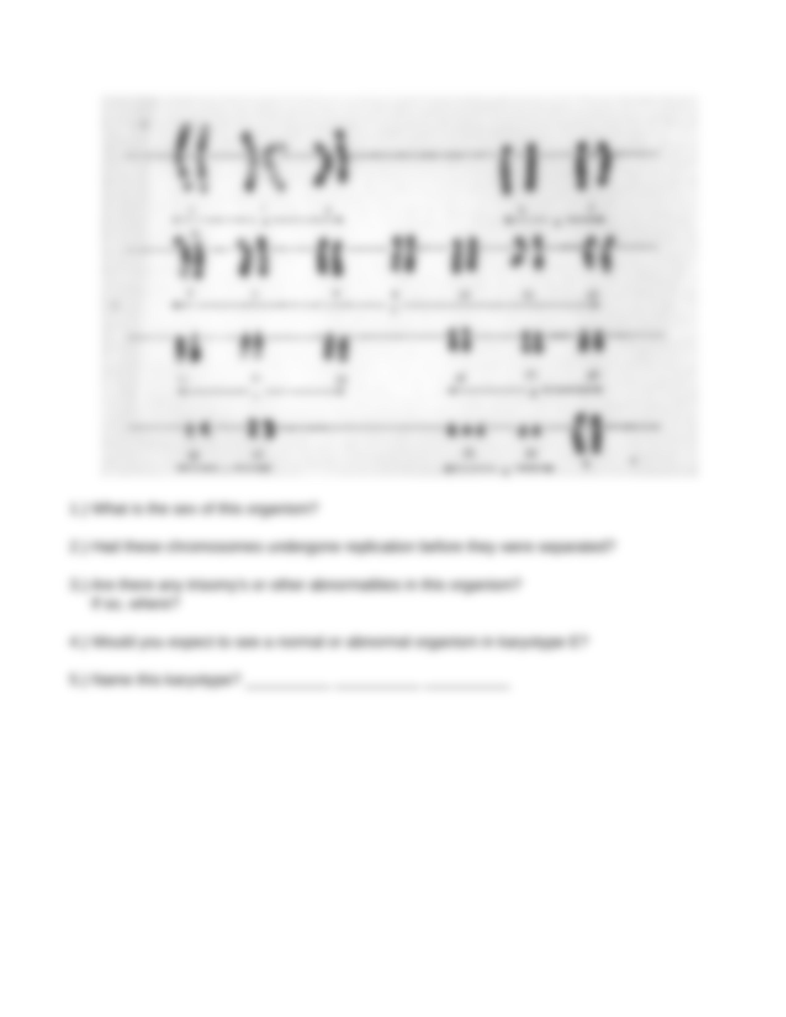 Copy_of_Biology_Karyotype_Worksheet_dnapog00a7s_page5