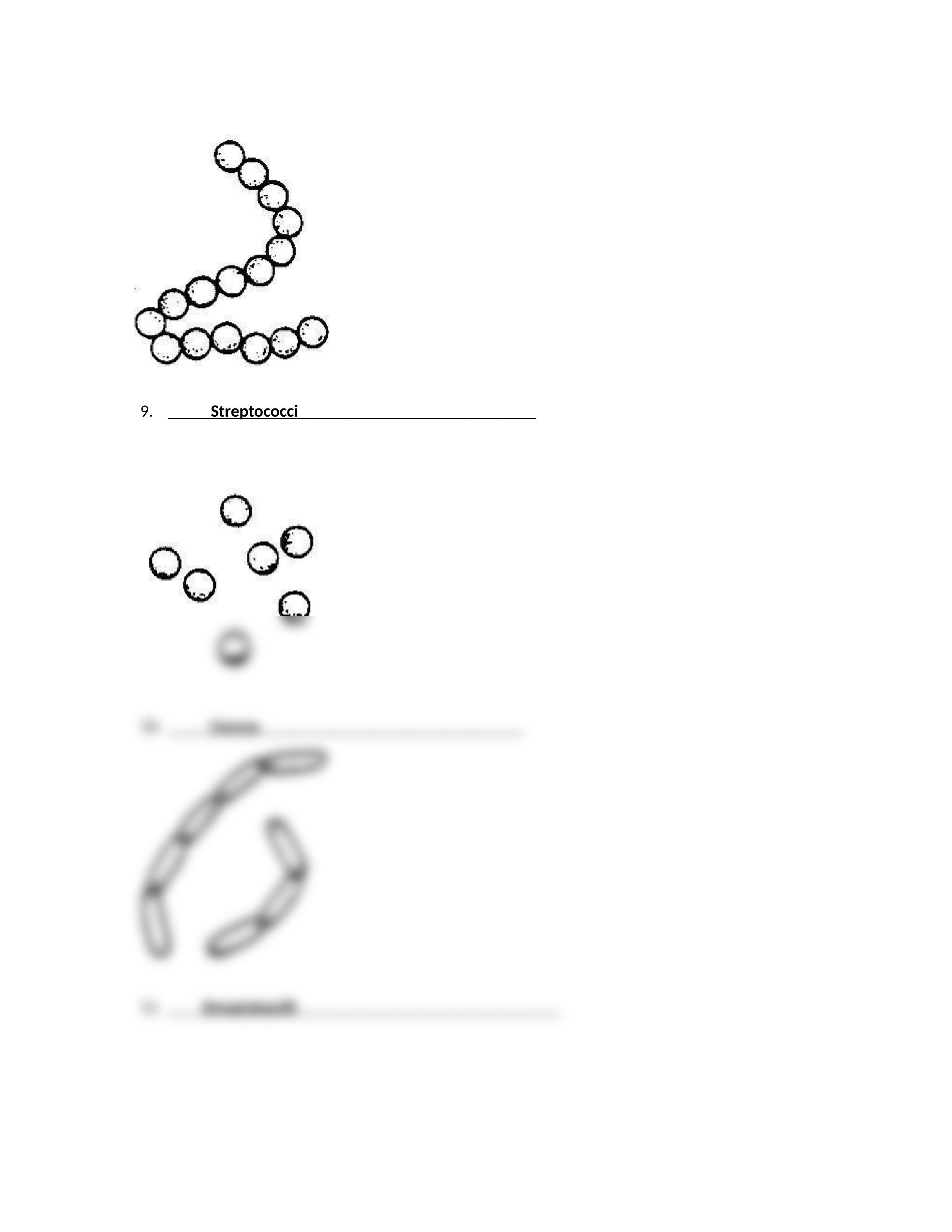 Shapes of Bacteria Worksheet.docx_do77cv8mmv4_page2