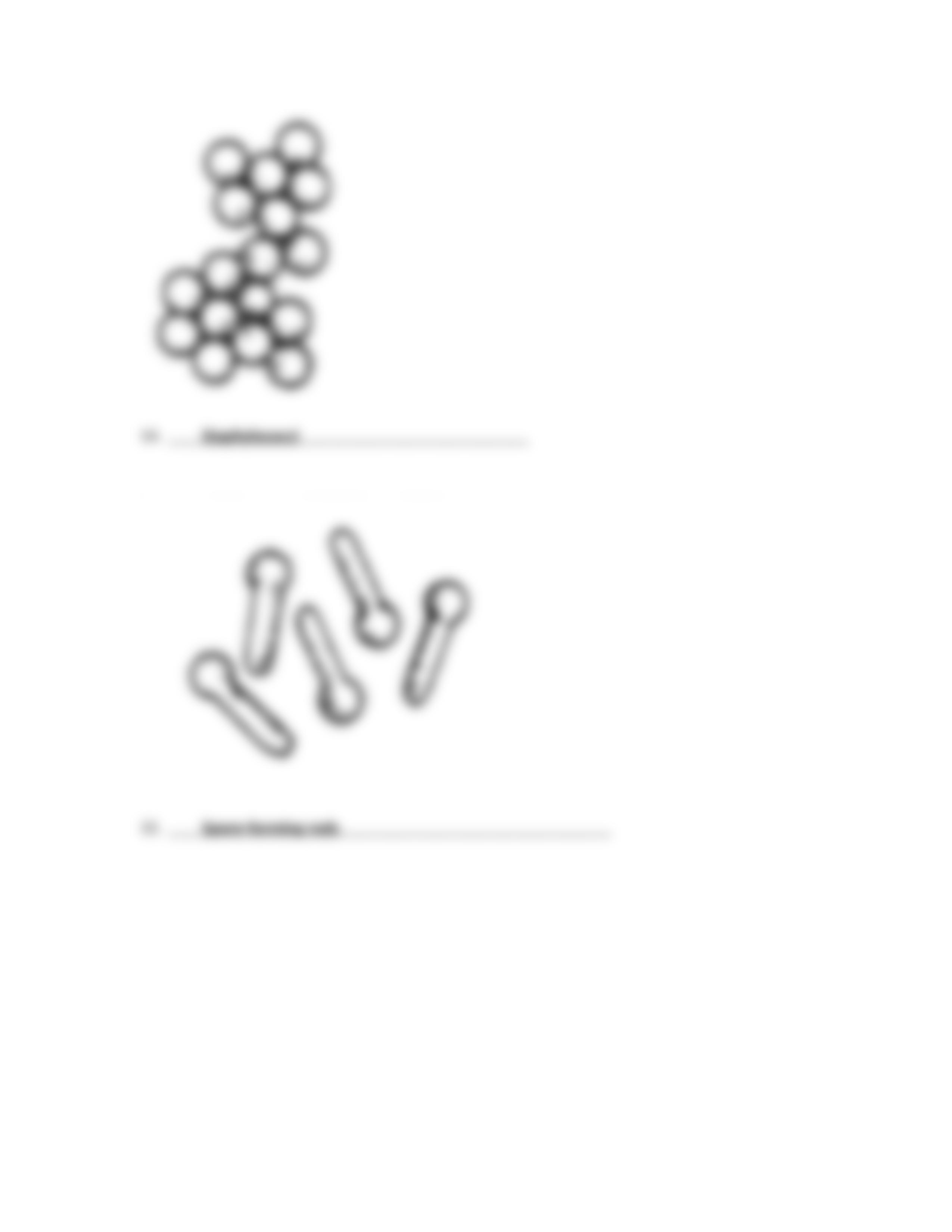 Shapes of Bacteria Worksheet.docx_do77cv8mmv4_page4