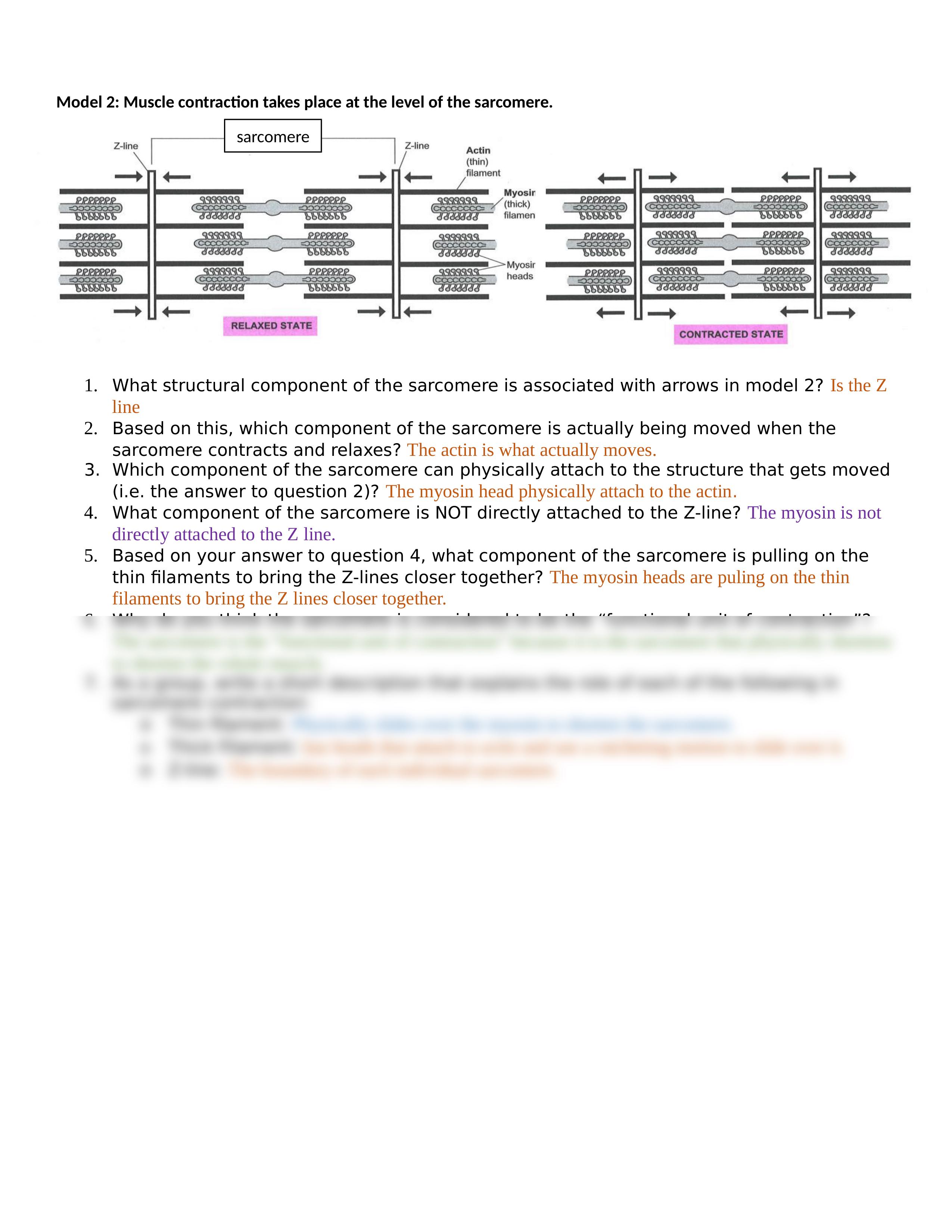 muscle contraction POGIL.docx_doepyympyet_page2