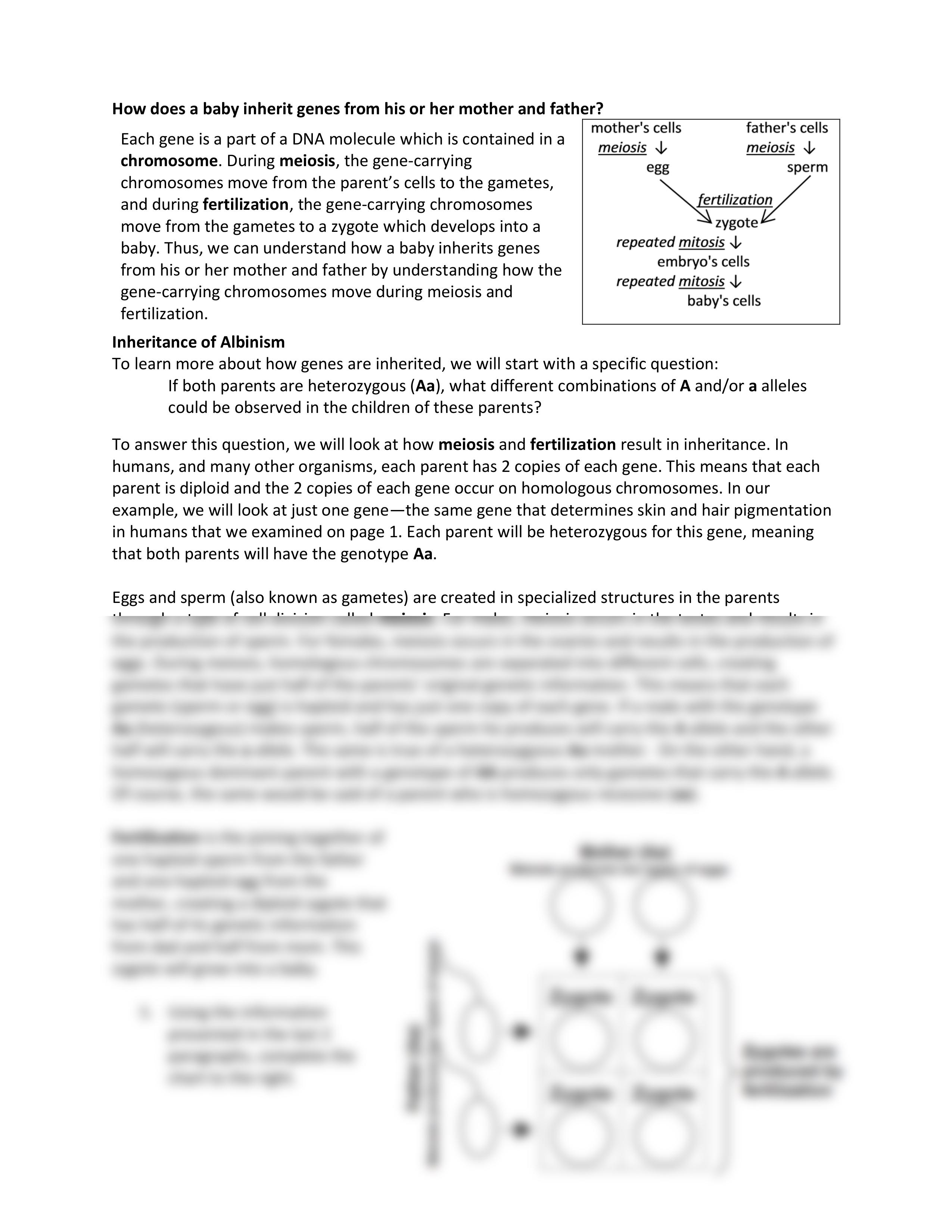 Activity 7 Intro to Genetics KEY.pdf_dov55gkog4y_page2