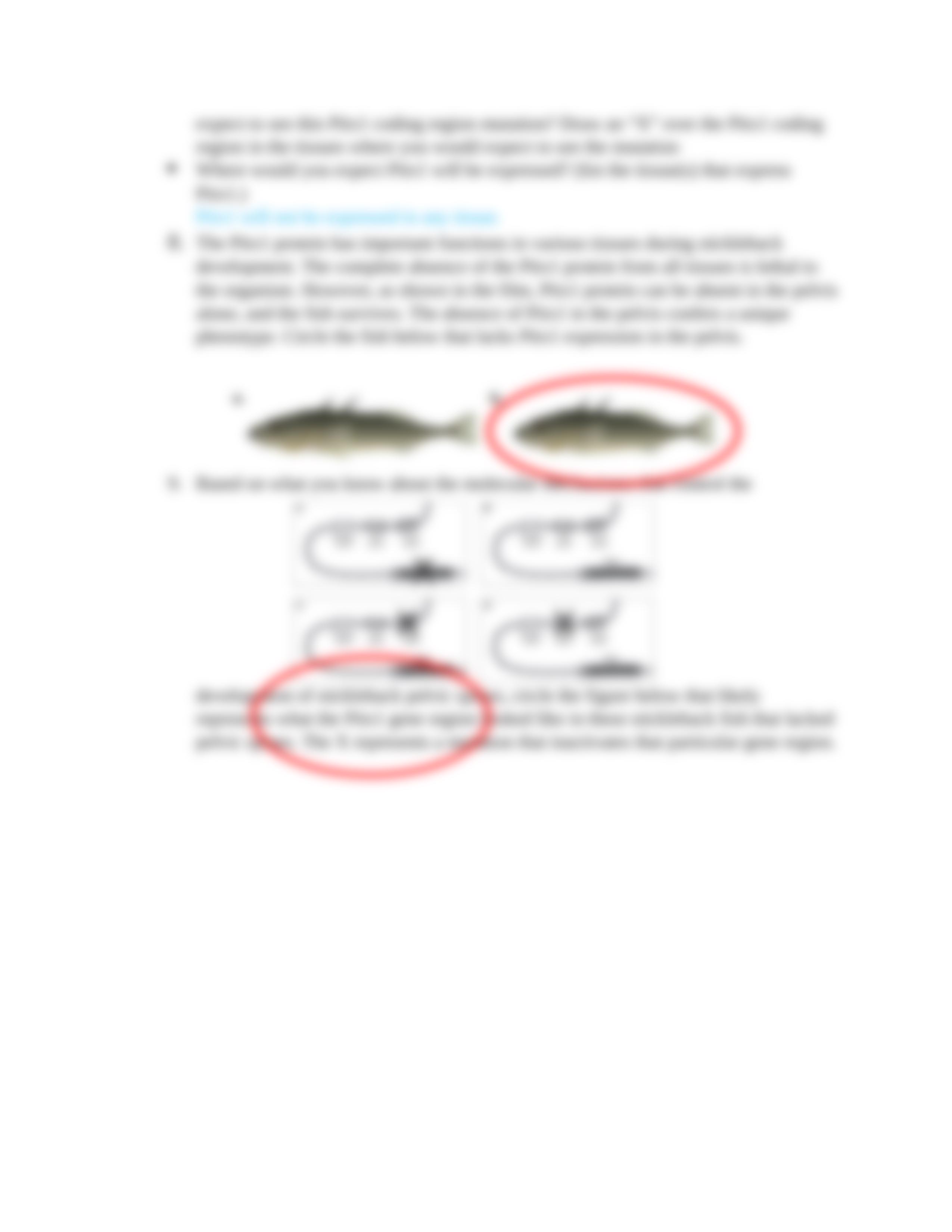 Modeling the Regulatory Switches of the PITX1 Gene in Stickleback Fish.docx_dpfswlr983f_page4