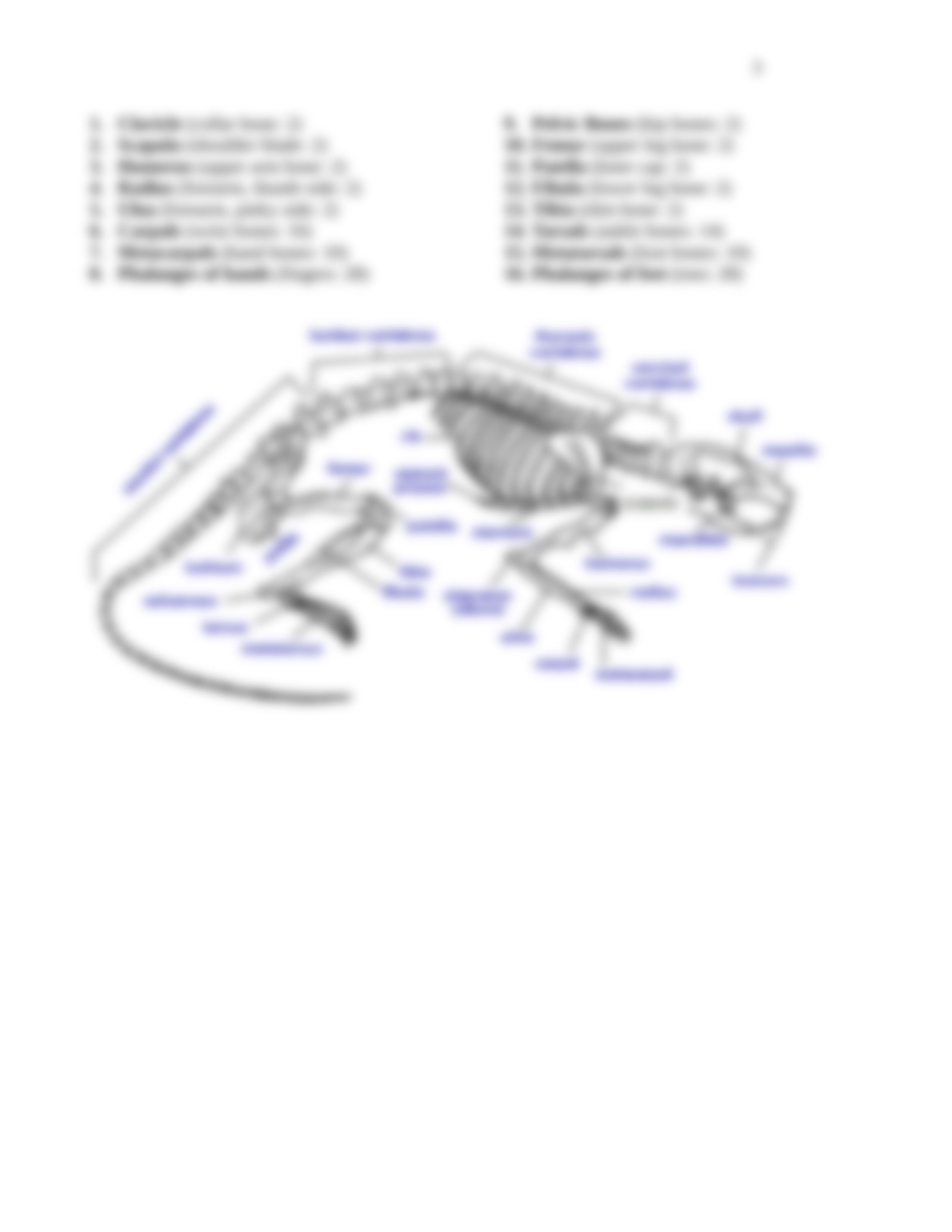 Skeletal_System_Worksheet_dpo6b7dikl4_page3