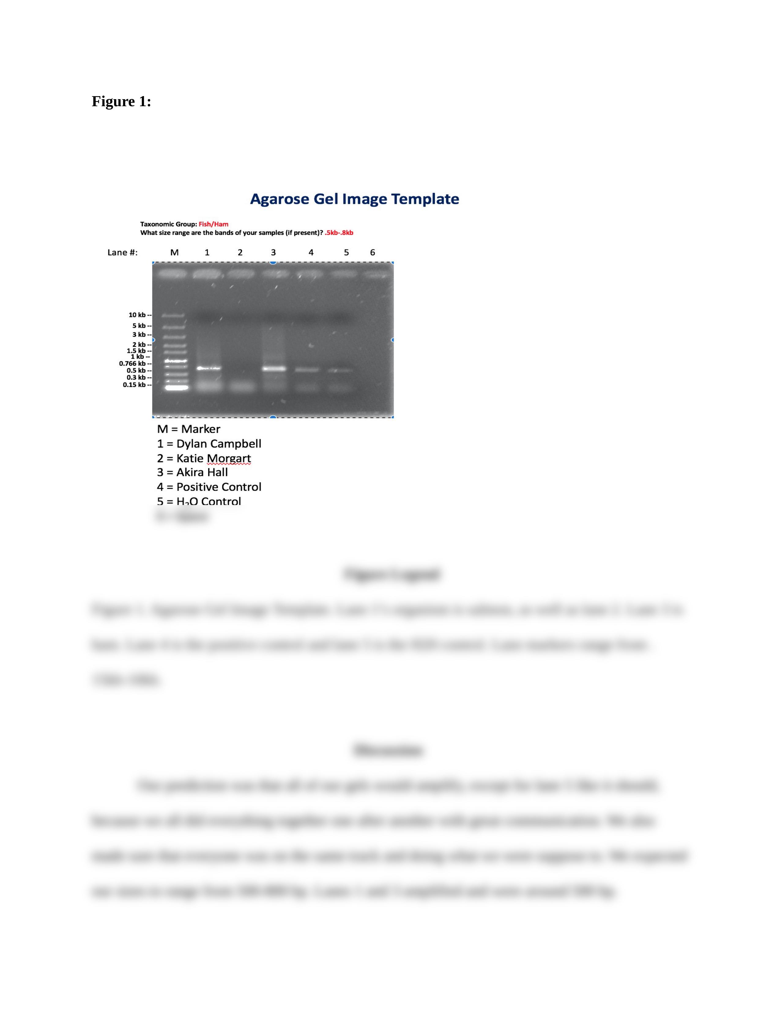 Gel Electro. results and discussion.docx_dqvt7xoaj3s_page2