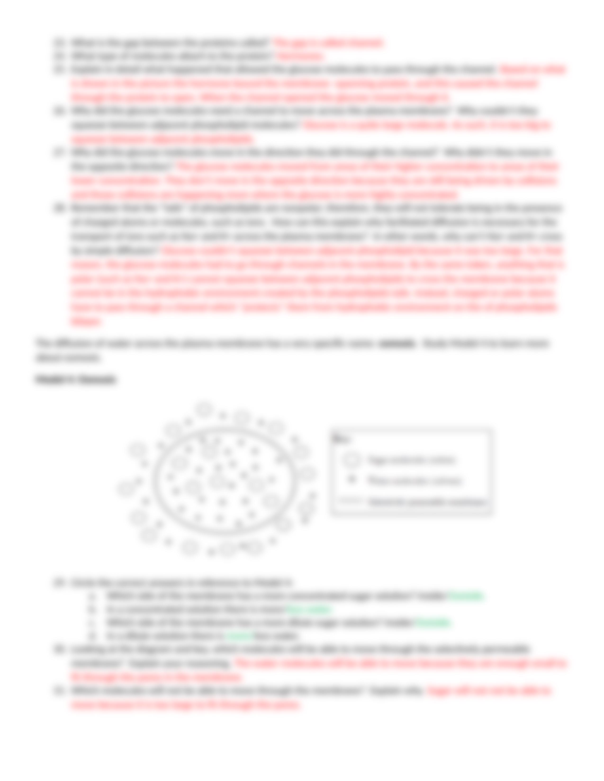 Membrane Transport POGIL.docx_dr036k3ls8q_page4