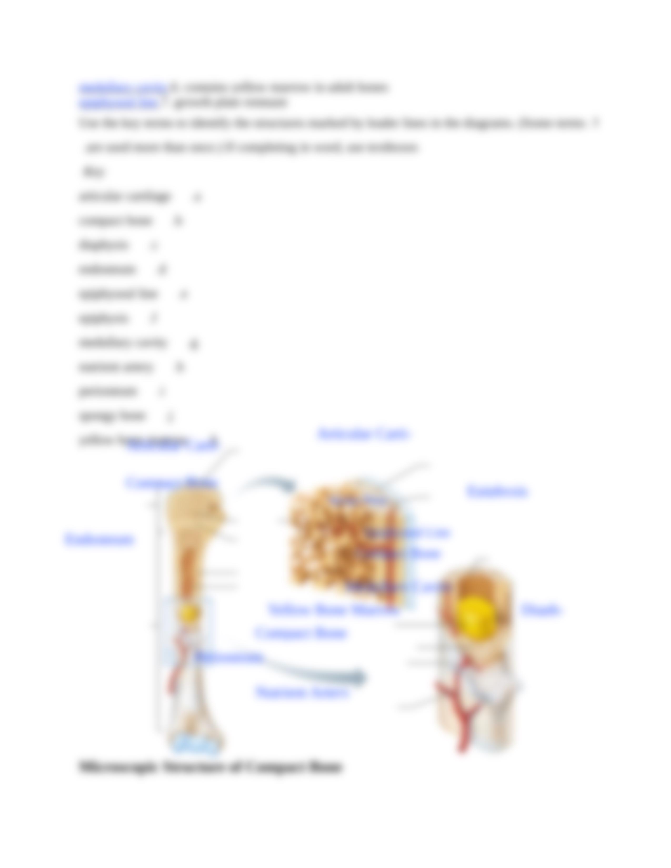 Ex08 Review sheet - Overview of the Skeleton - Classification and Structure of Bones and Cartilages._dr7n4szinb7_page4