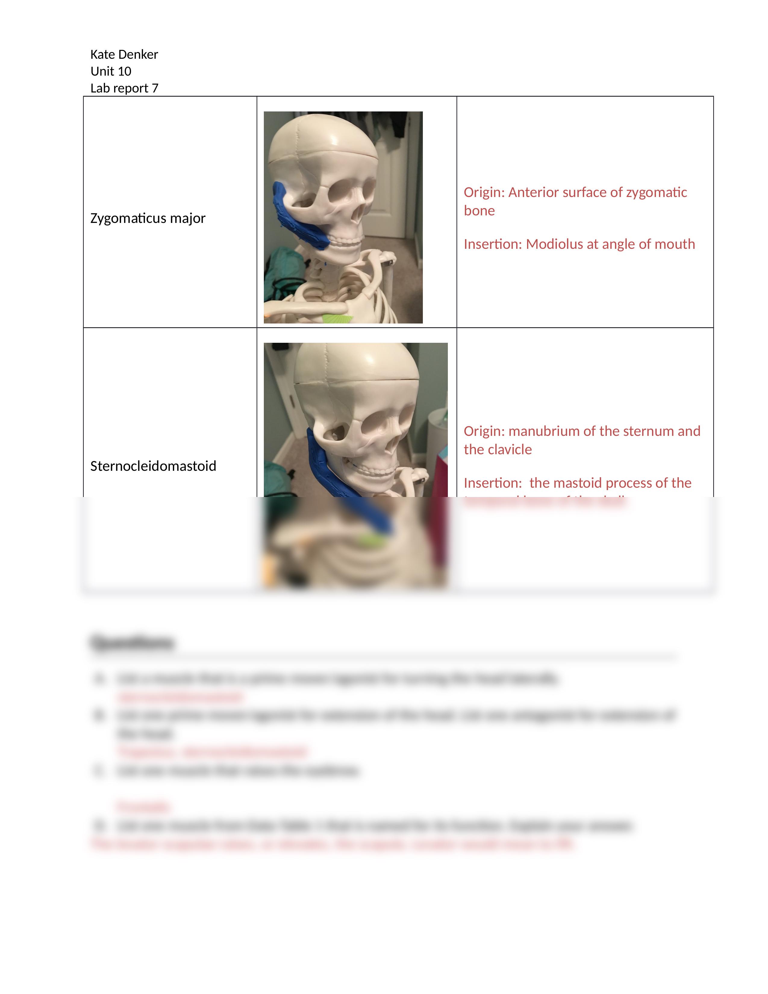 Gross Anatomy of the Muscular System_drbqdbf92sr_page2