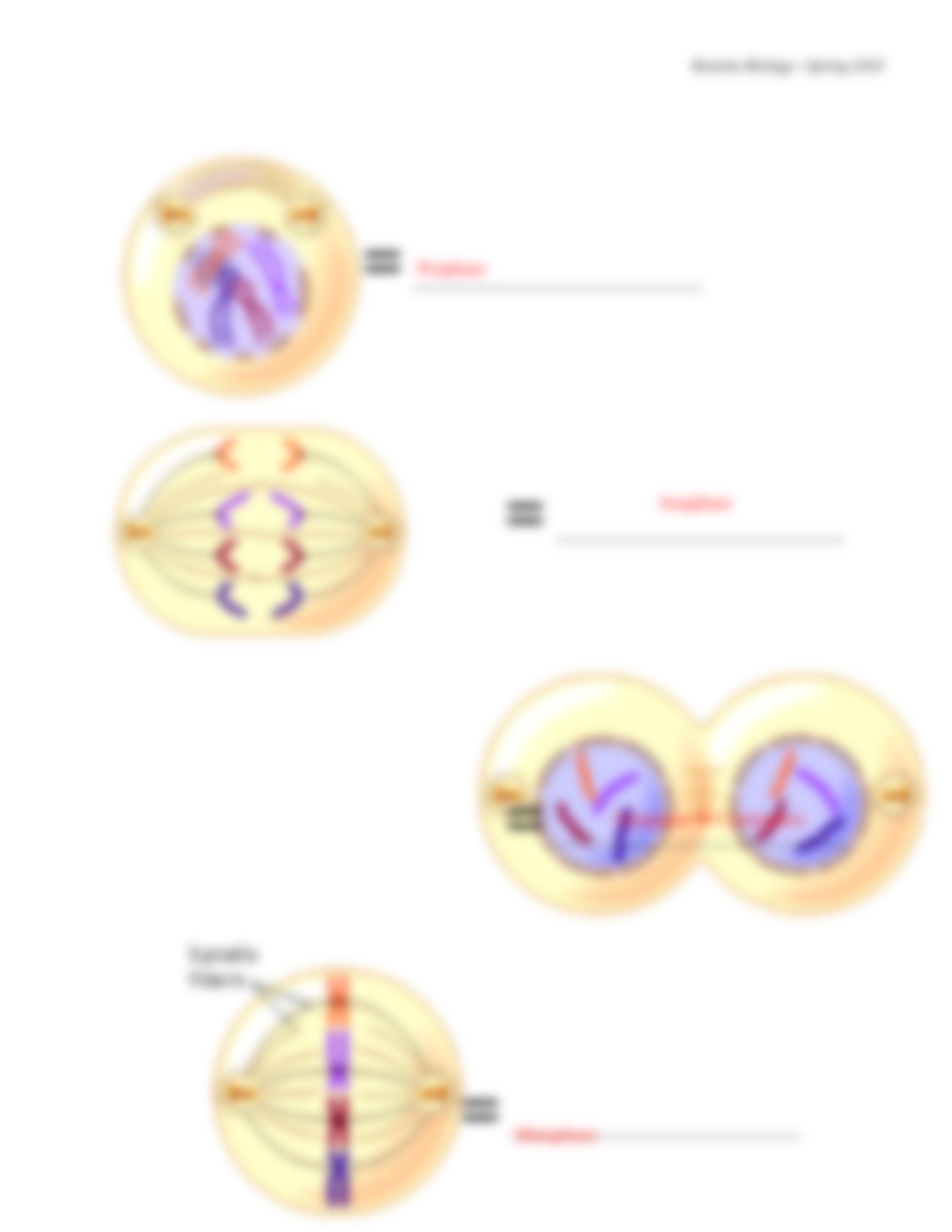 BIO_unit 6_mitosis internet stuff_ANSWER KEY.doc_ds6hjdcgdj1_page3