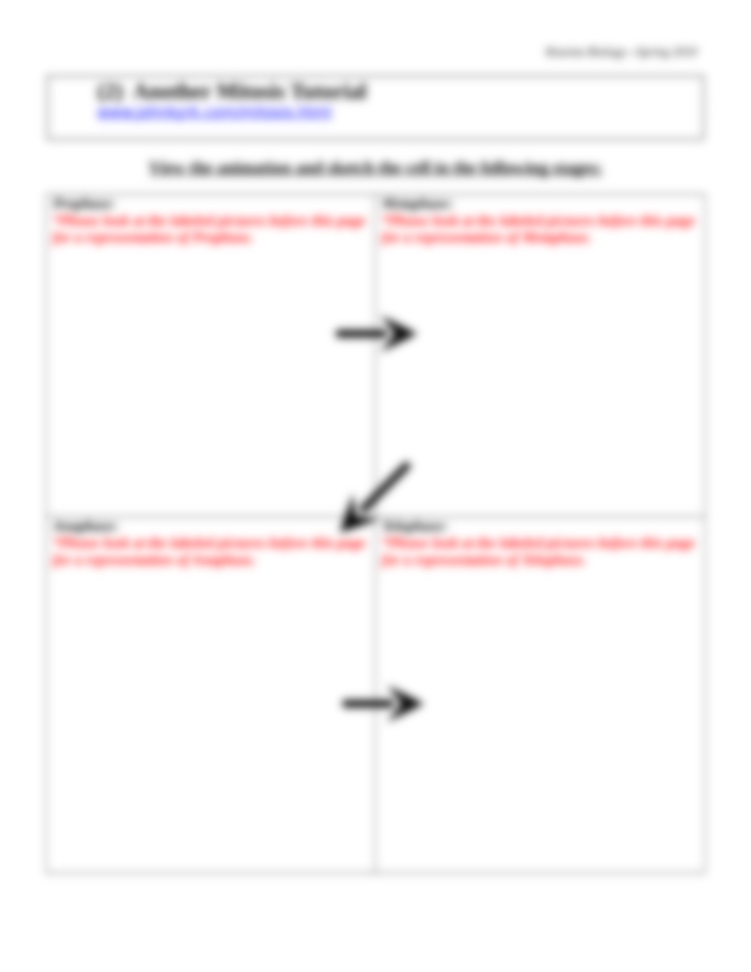 BIO_unit 6_mitosis internet stuff_ANSWER KEY.doc_ds6hjdcgdj1_page4