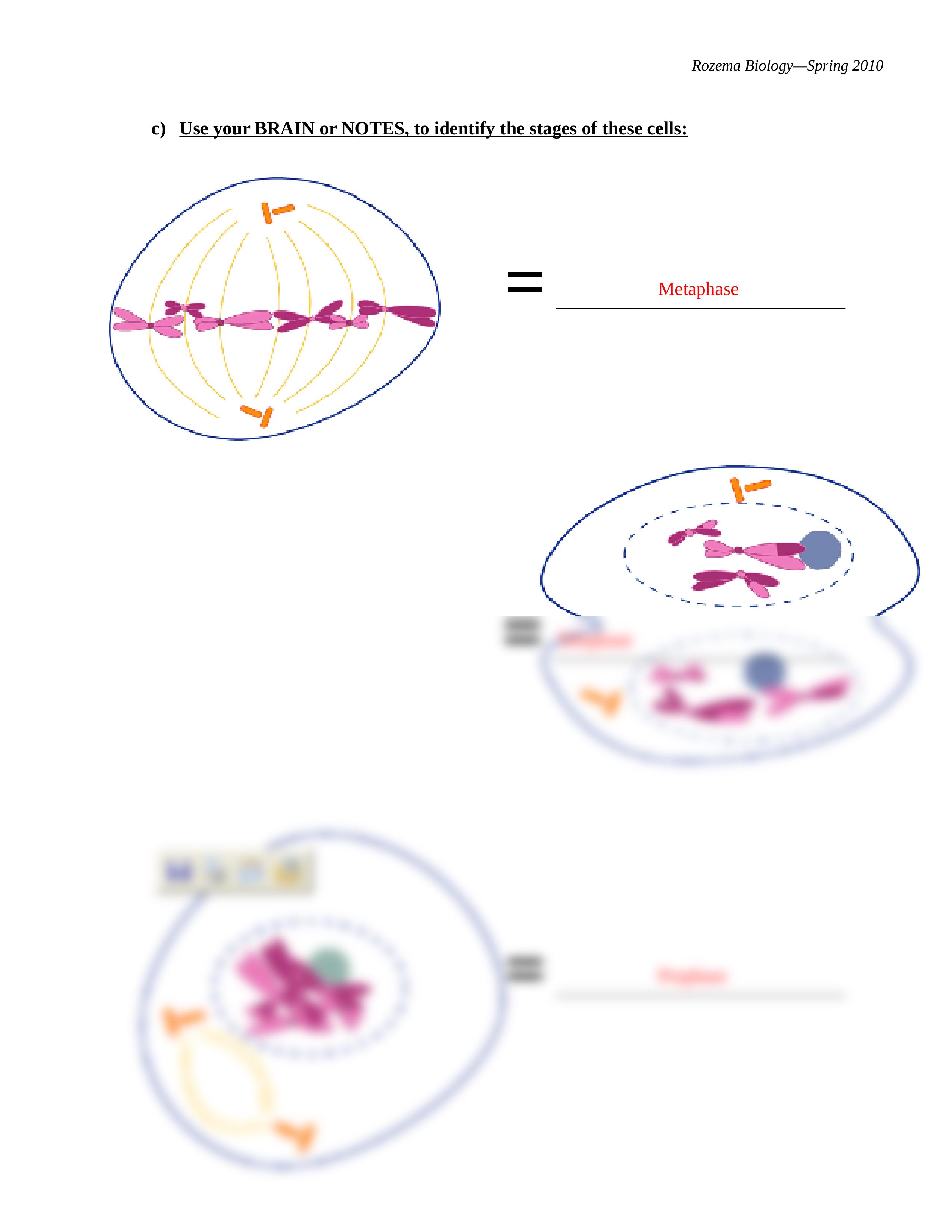 BIO_unit 6_mitosis internet stuff_ANSWER KEY.doc_ds6hjdcgdj1_page2