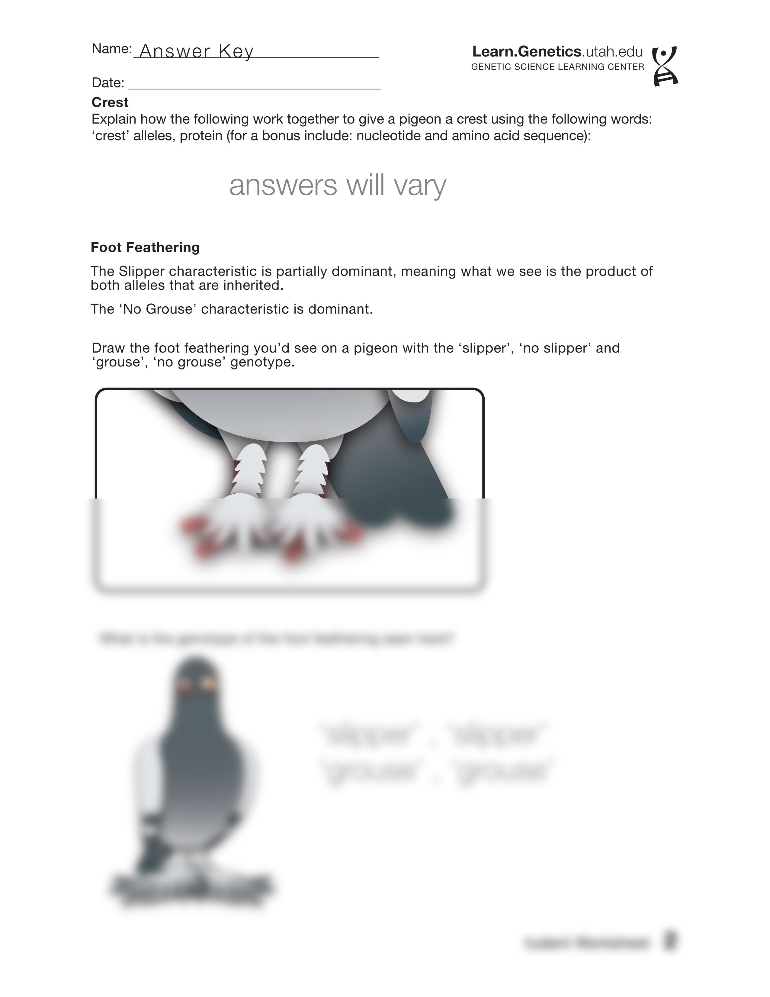 PigeonGeneticsWorksheet(Answer)_ds6jrezri08_page2