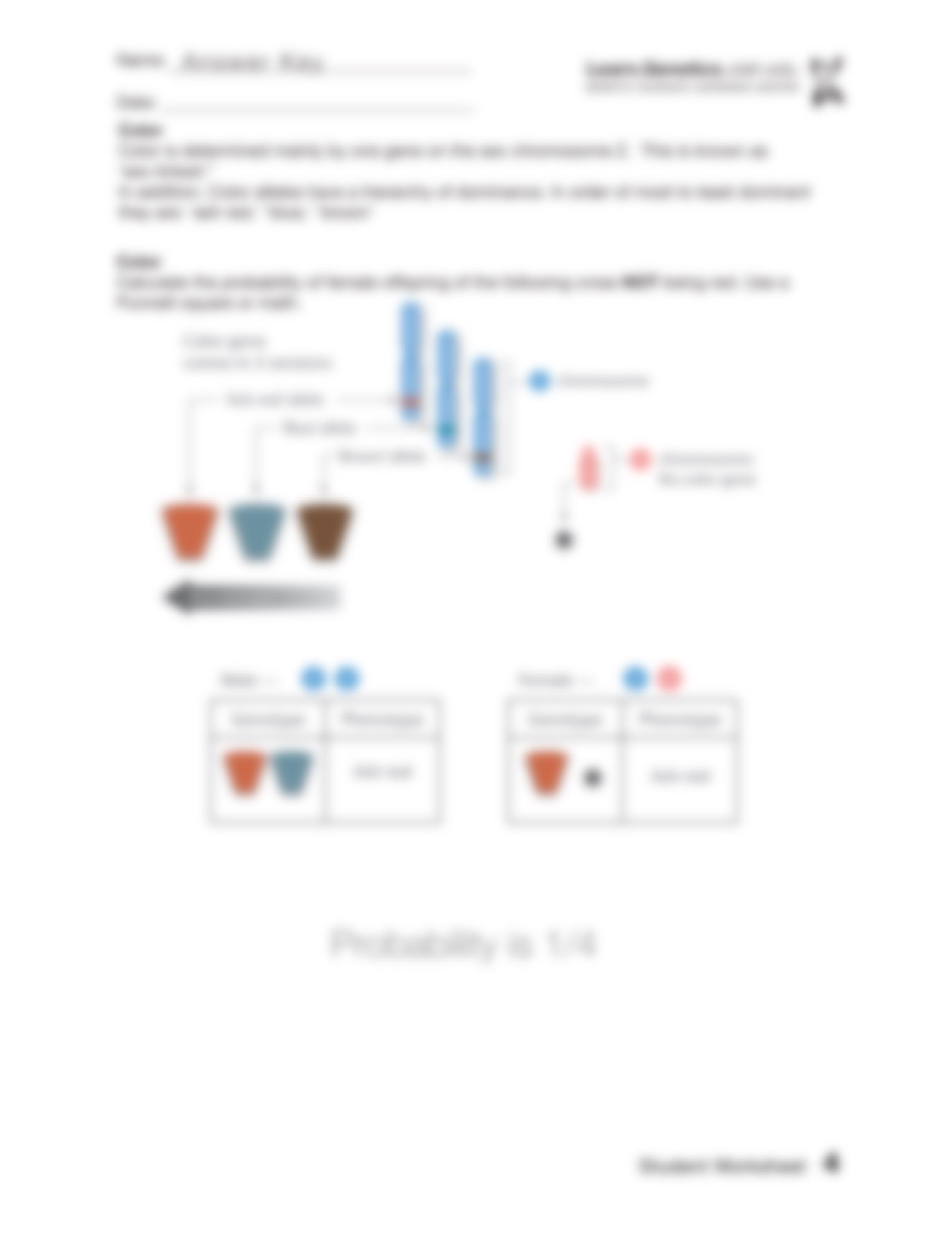 PigeonGeneticsWorksheet(Answer)_ds6jrezri08_page4