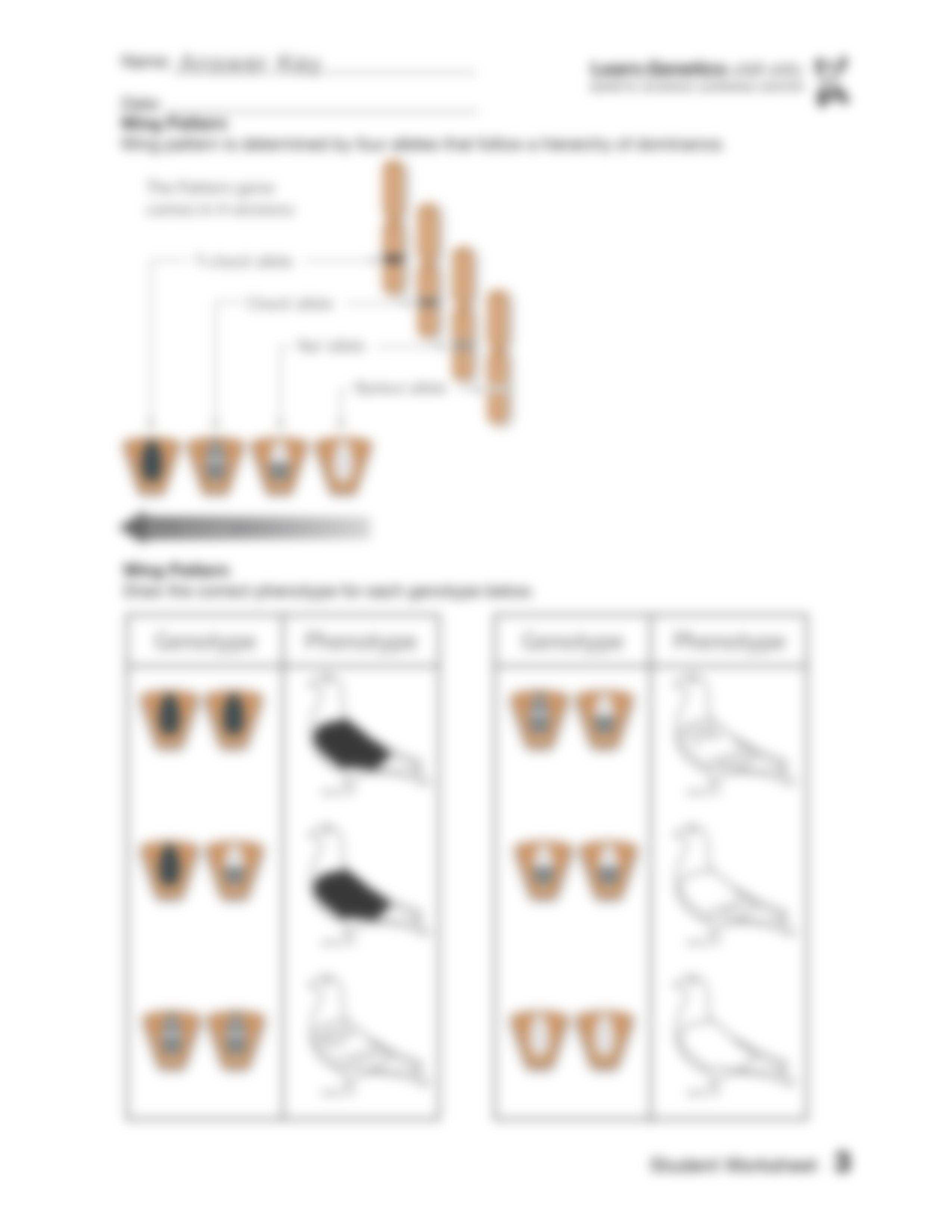 PigeonGeneticsWorksheet(Answer)_ds6jrezri08_page3