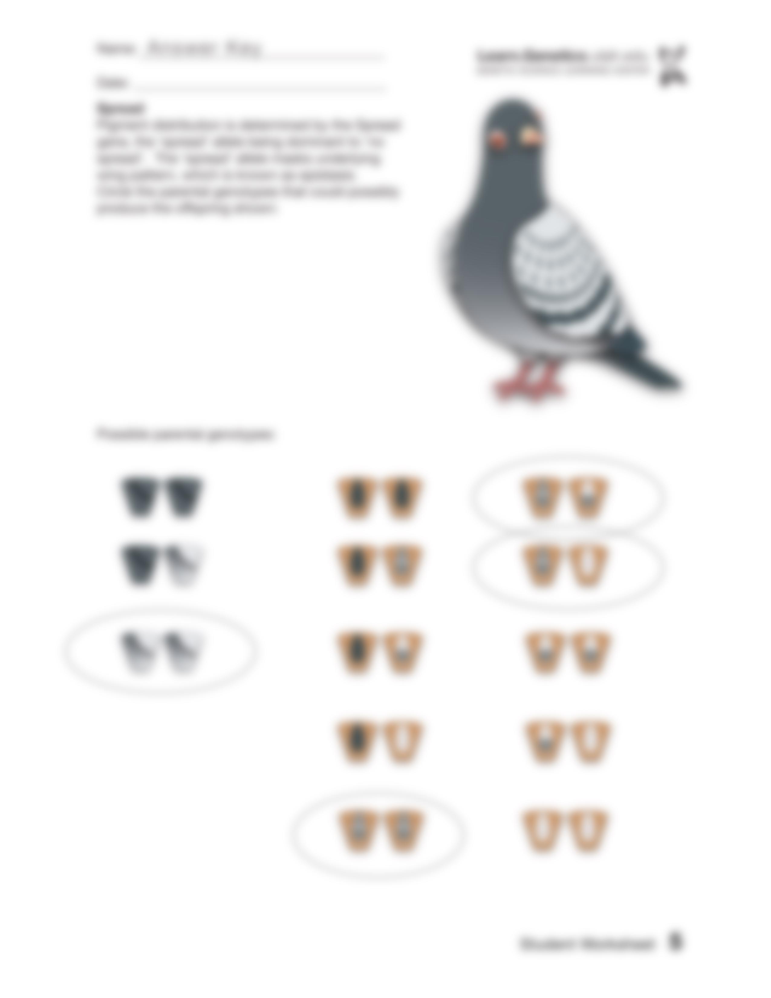 PigeonGeneticsWorksheet(Answer)_ds6jrezri08_page5