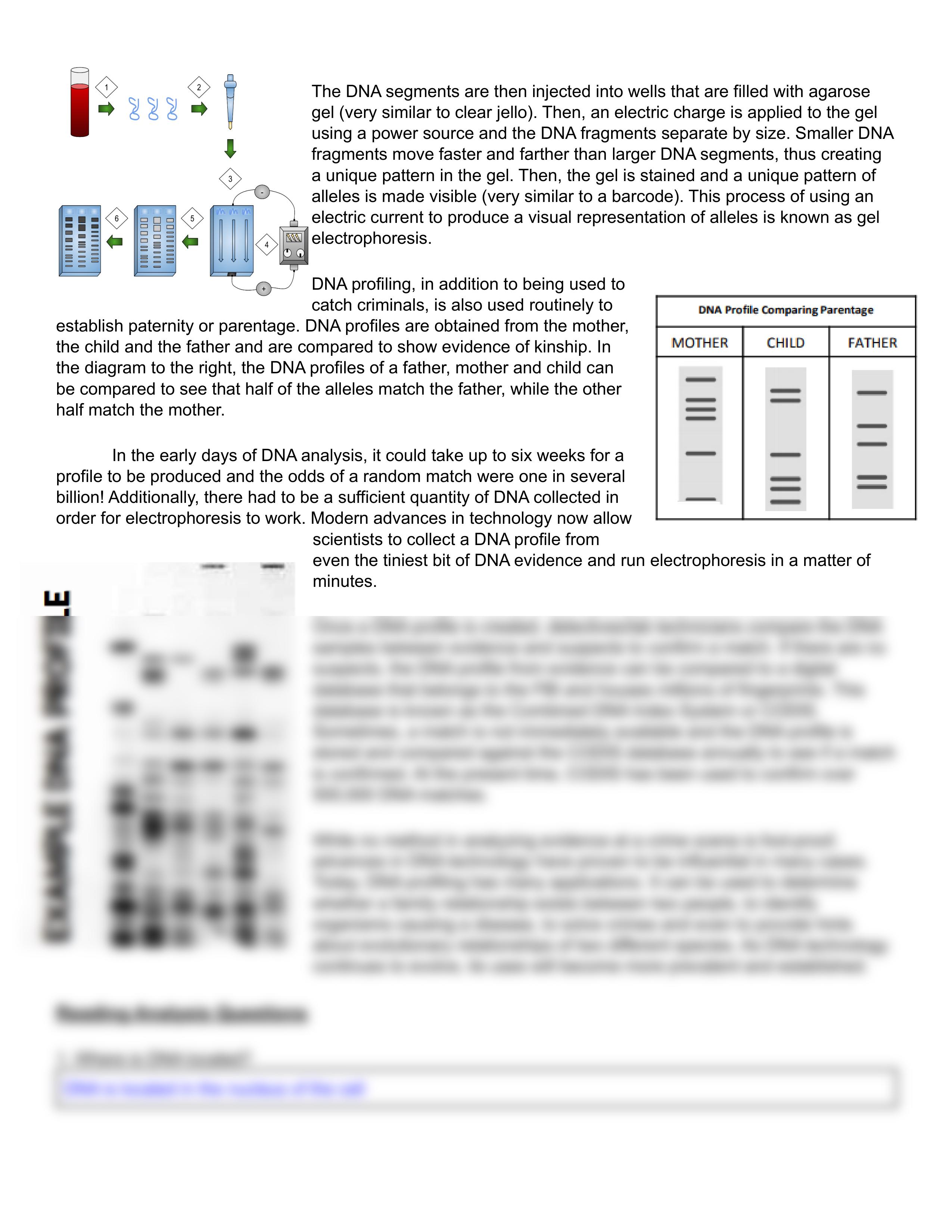 Copy of DNA Profiling Worksheet Packet.pdf_dsiekb7w1wy_page2