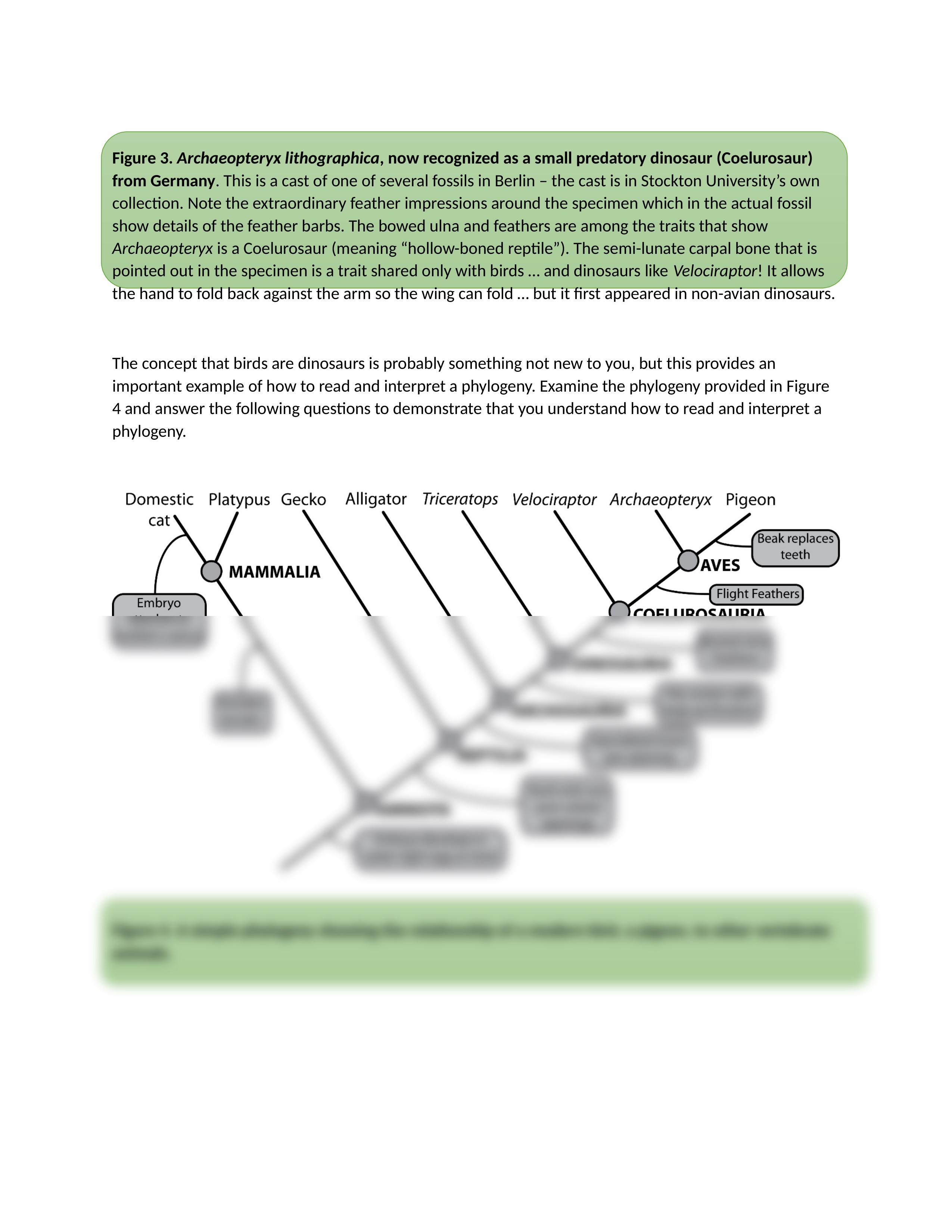 Evolutionary Relationship HW.docx_dsm3c2nu5v9_page2