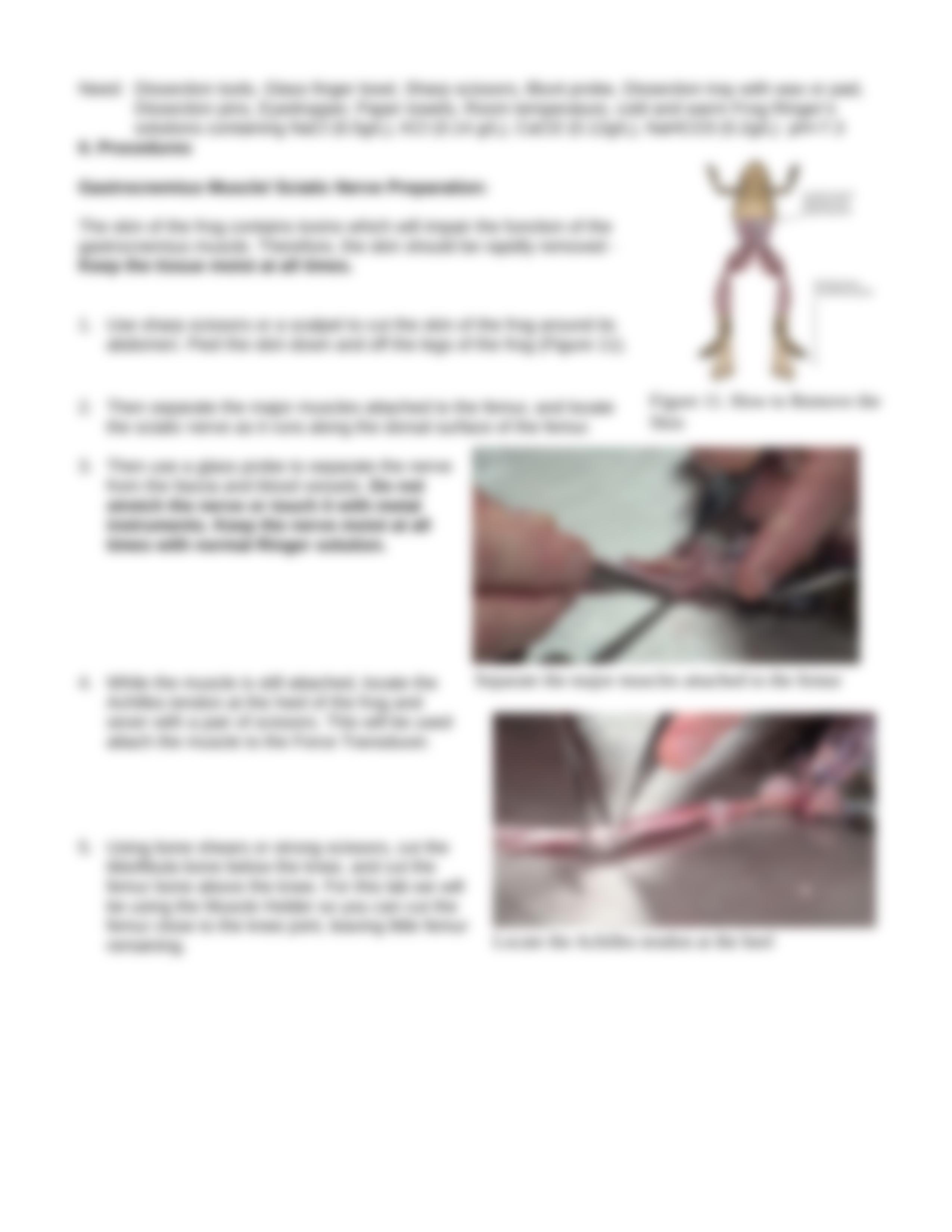 Lab 5 - Skeletal Muscle - Frog Sciatic Nerve and Muscle_dtv1r271kw8_page4