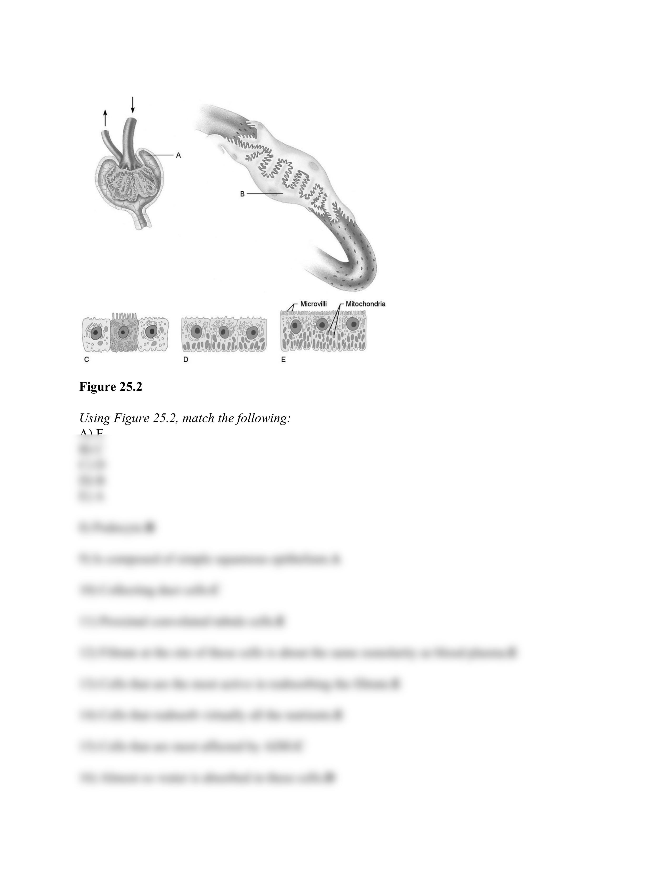 ch-25-worksheet (Answer Key).docx.pdf_dudx6427iwo_page2