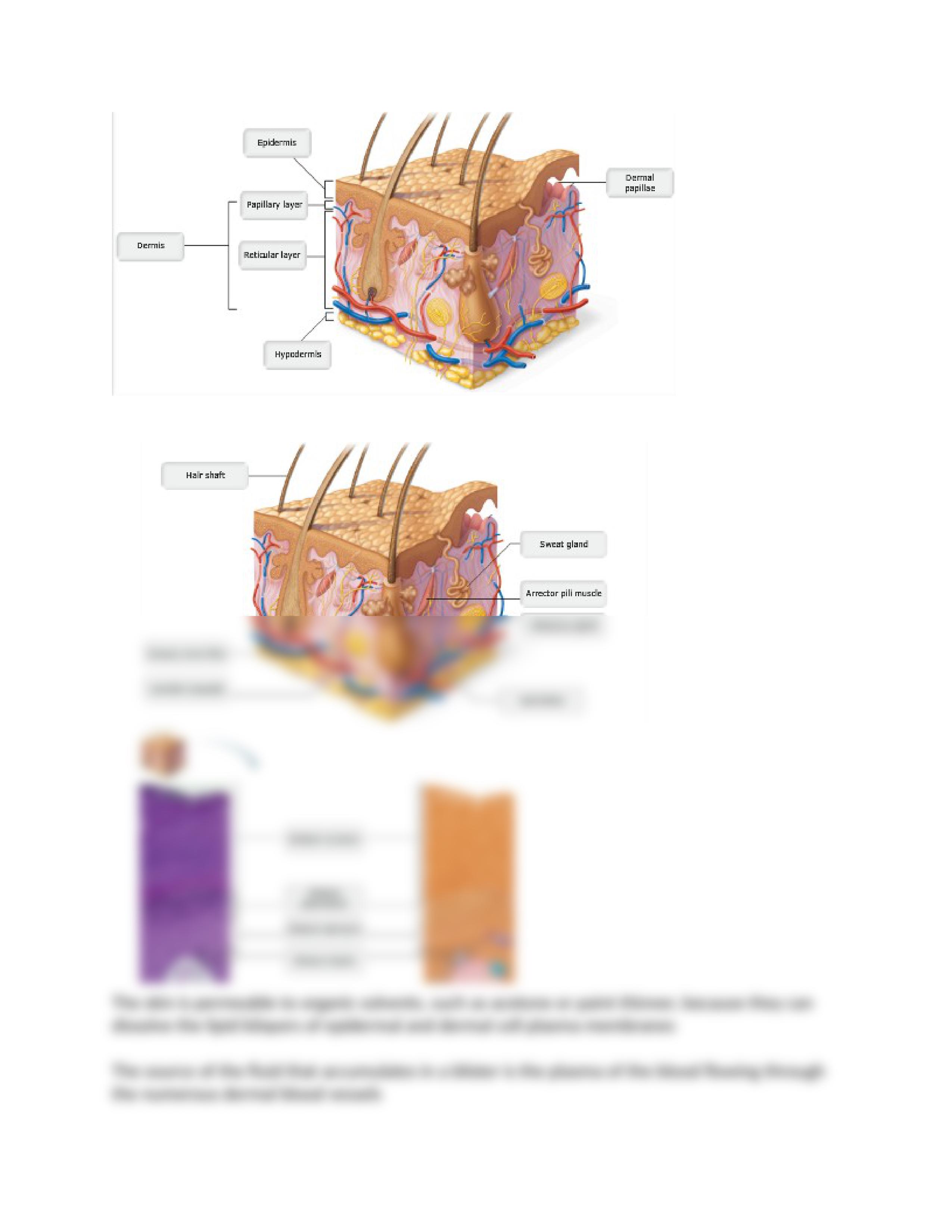 A & P CH 5 HW.docx_dv4w22daje3_page2