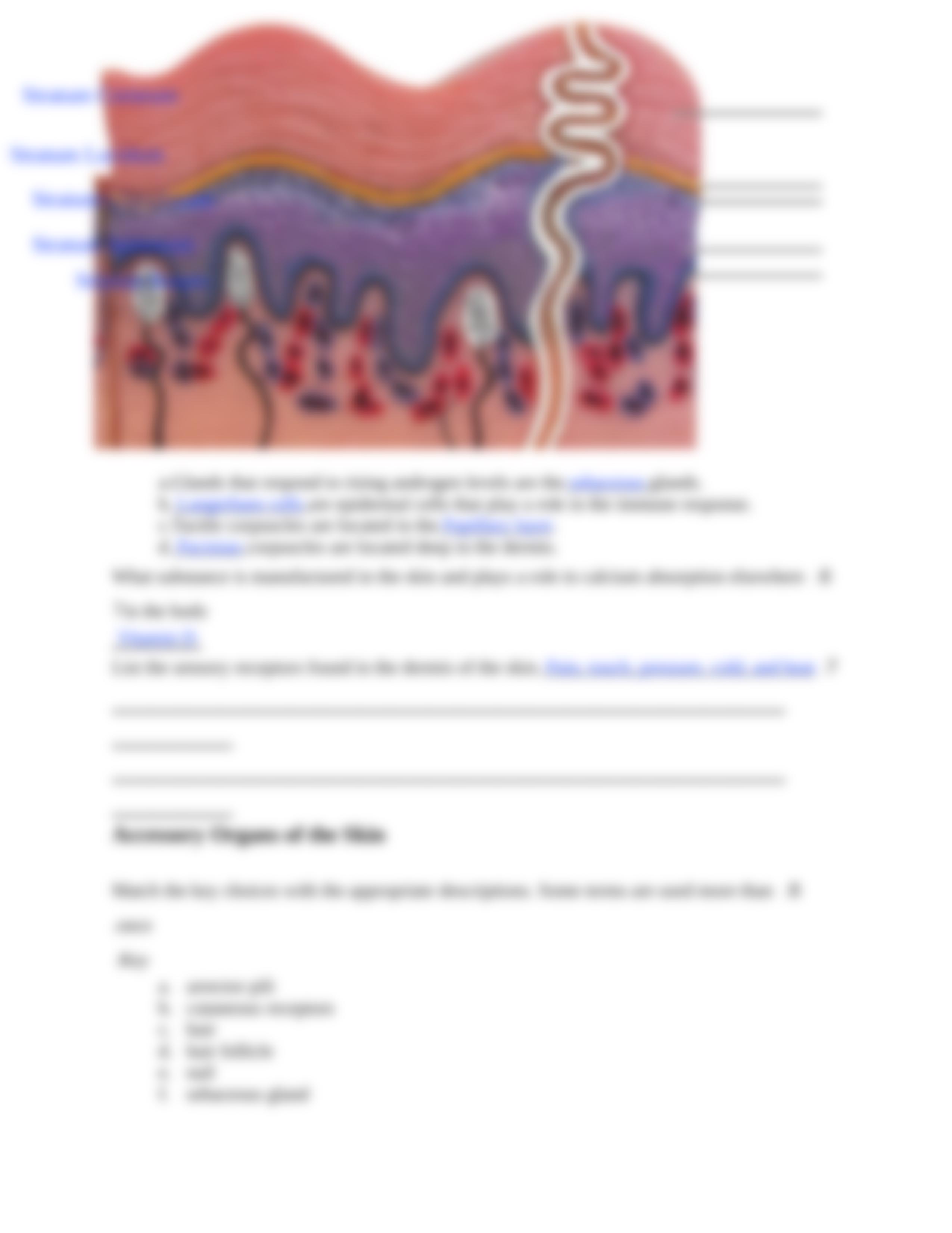 Ex07 Review sheet - The Integumentary System.docx_dvg6y1jcg6p_page3