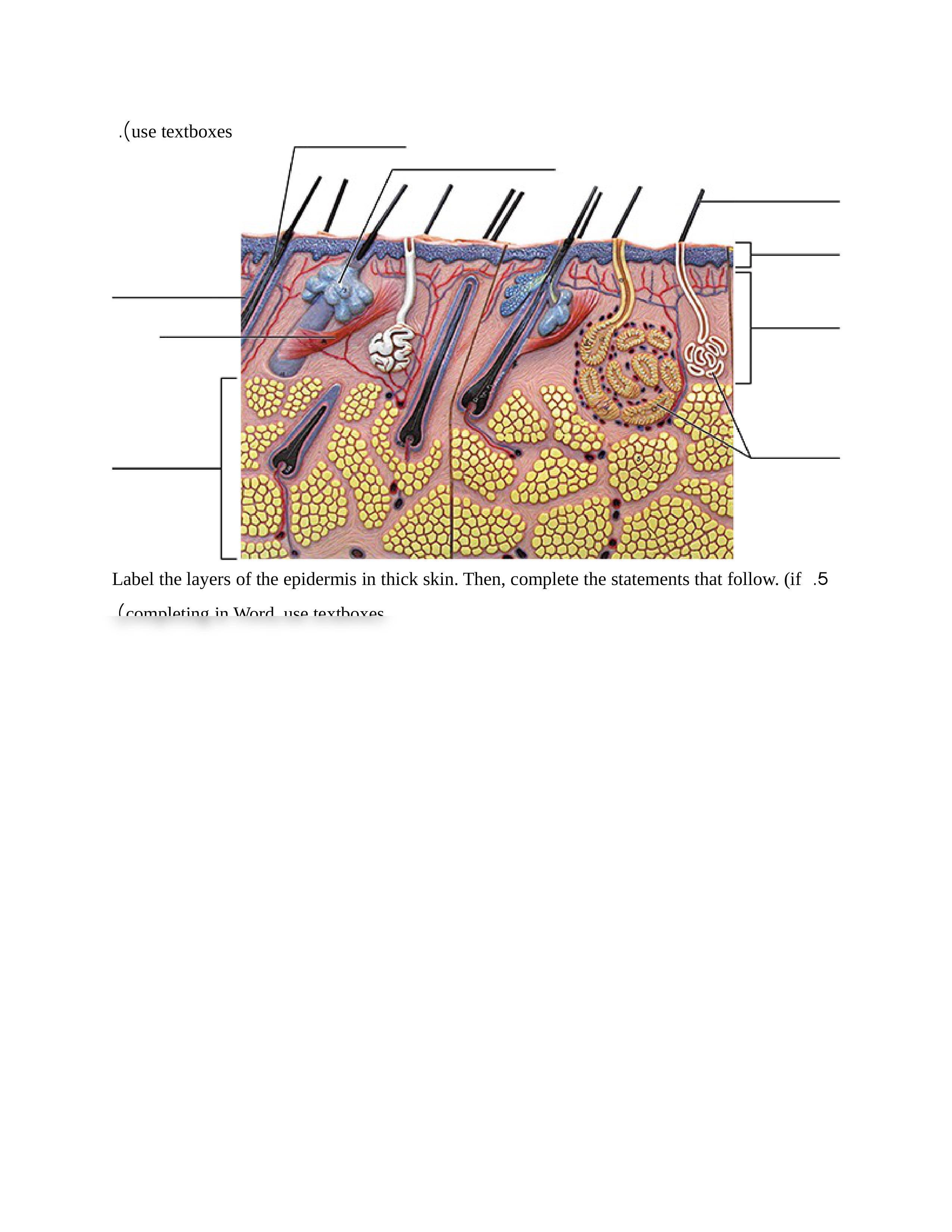 Ex07 Review sheet - The Integumentary System.docx_dvg6y1jcg6p_page2