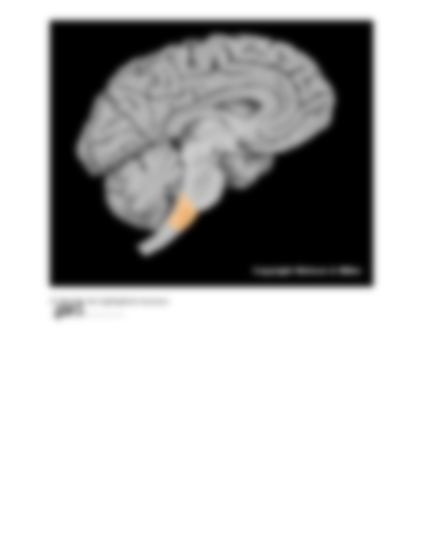 28_brain_anatomy_Worksheet.pdf_dwb6apmdhi7_page3