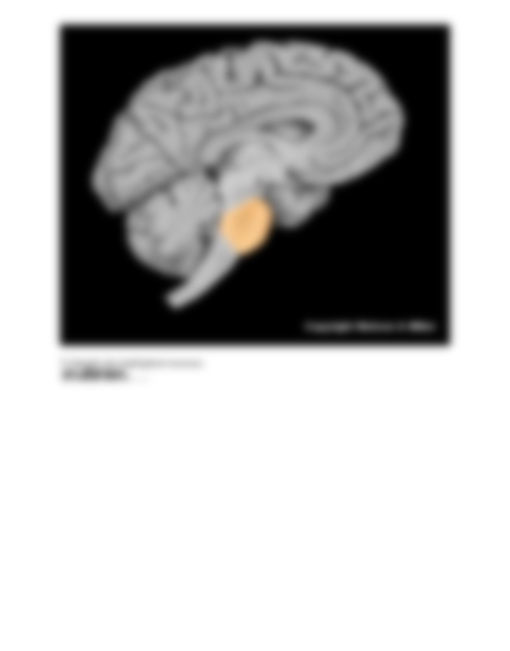 28_brain_anatomy_Worksheet.pdf_dwb6apmdhi7_page4