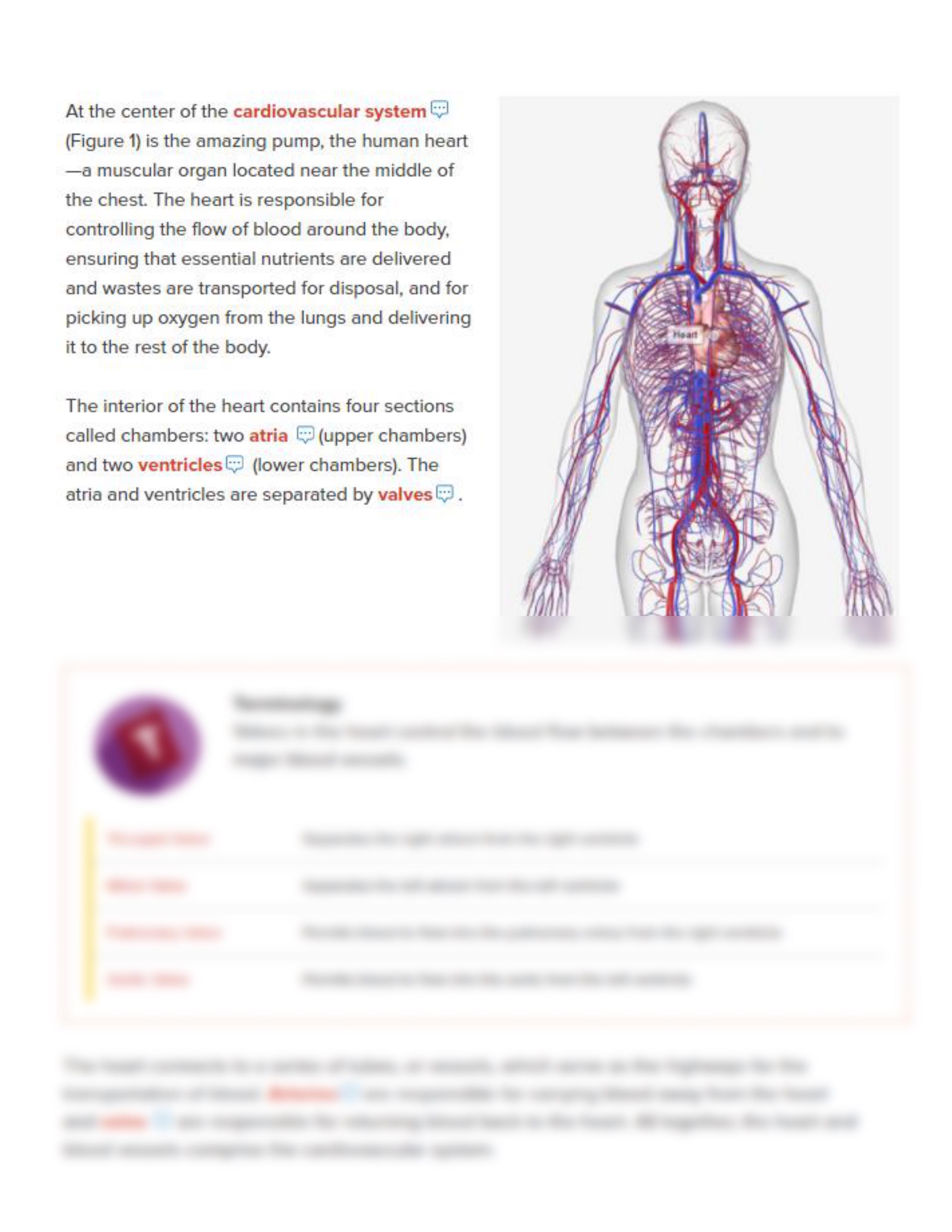 Kami Export - Brooke Moore - Brooke Moore - 1.2.5 Gross Anatomy Examination MODIFIED.pdf_dwgaenwwzd7_page2