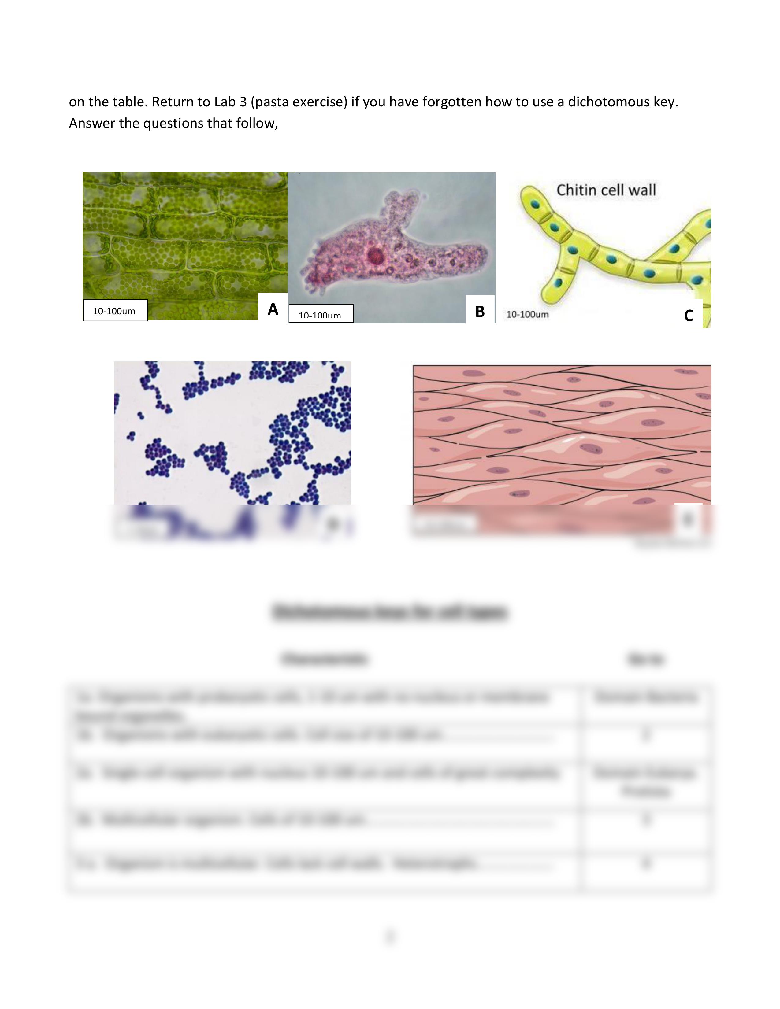 LAb 6 Cell diversity Nikki Grcic.pdf_dwnfrcegqb1_page2