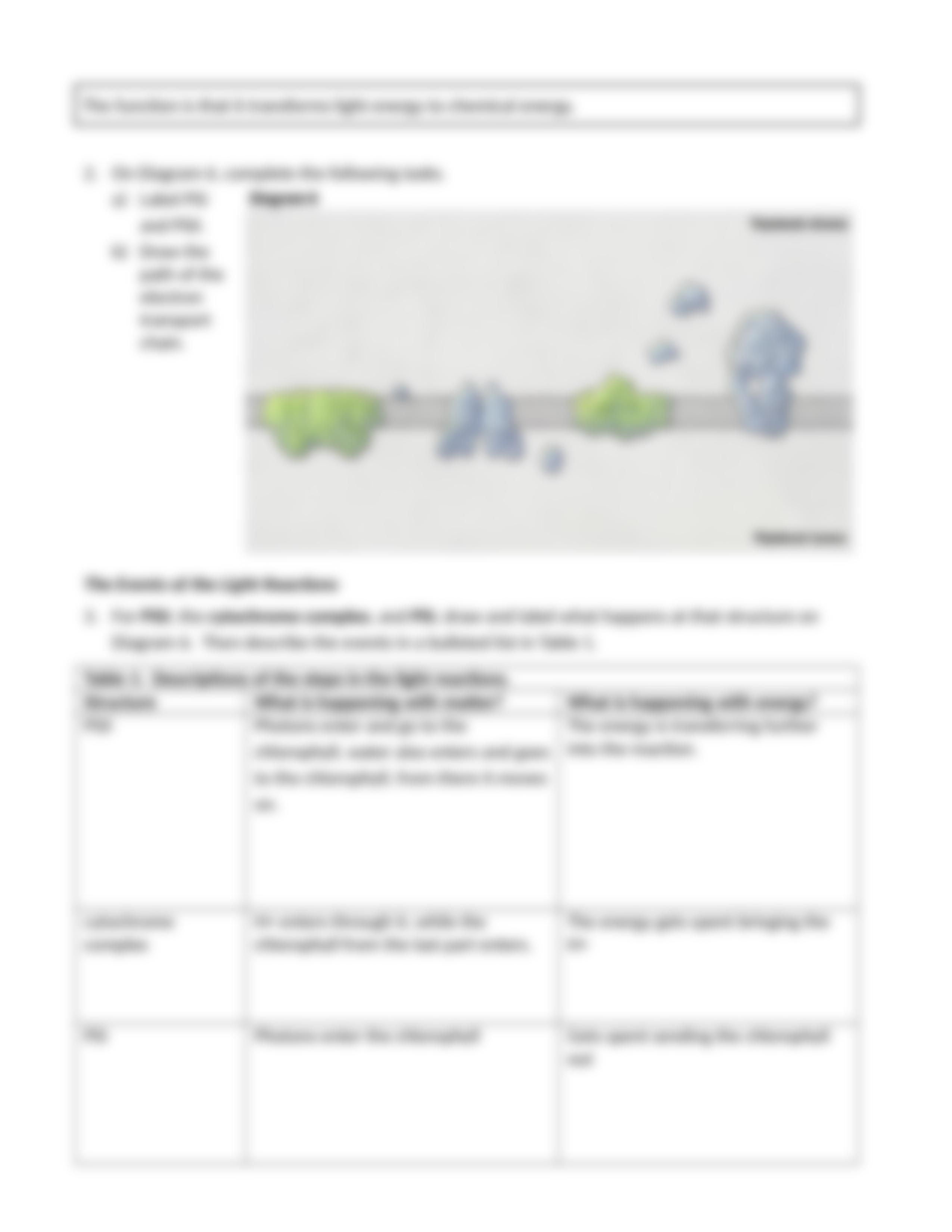 Photosynthesis Worksheet.docx_dwpvq2q2ok2_page4