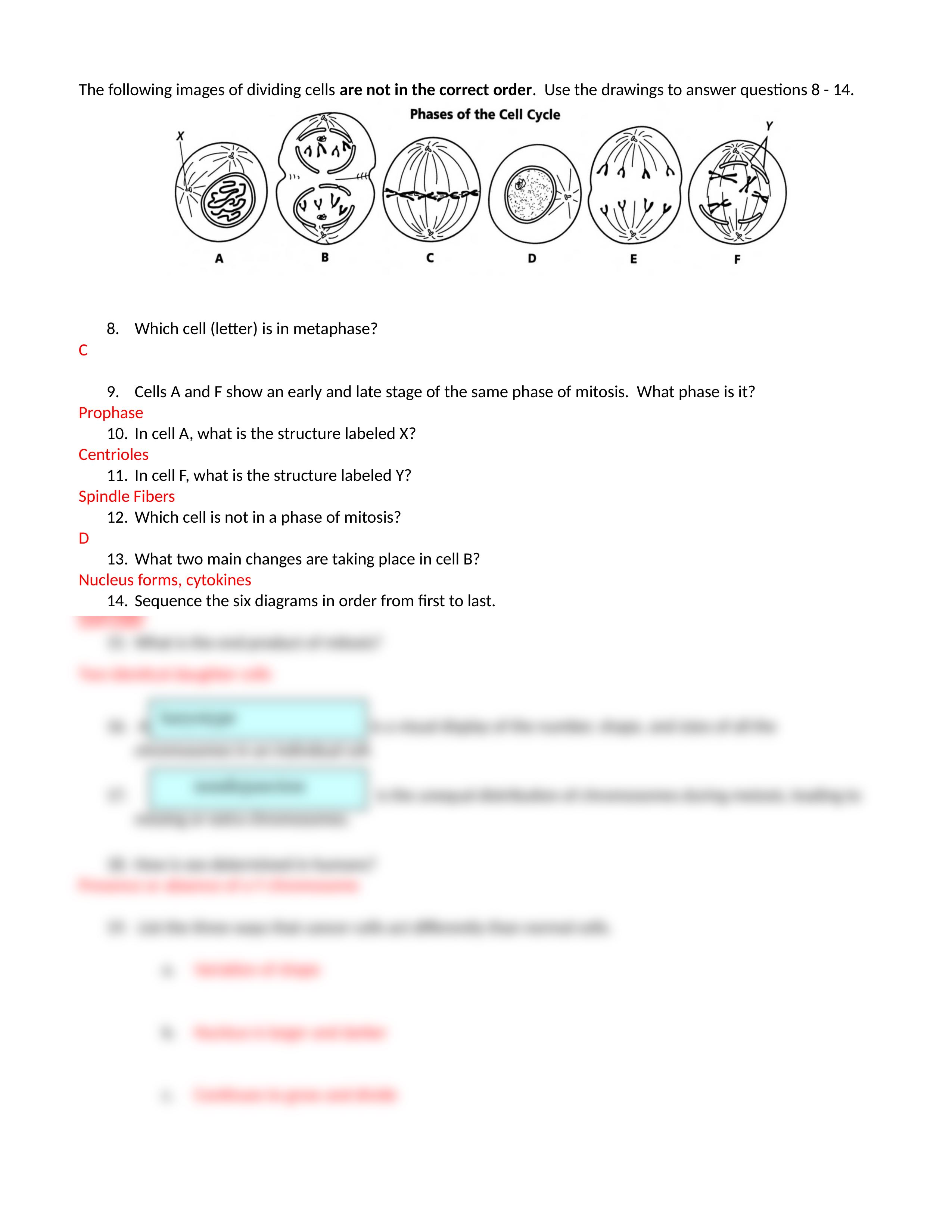 Mitosis Worksheet CH.docx_dxa3cpm5n9m_page2