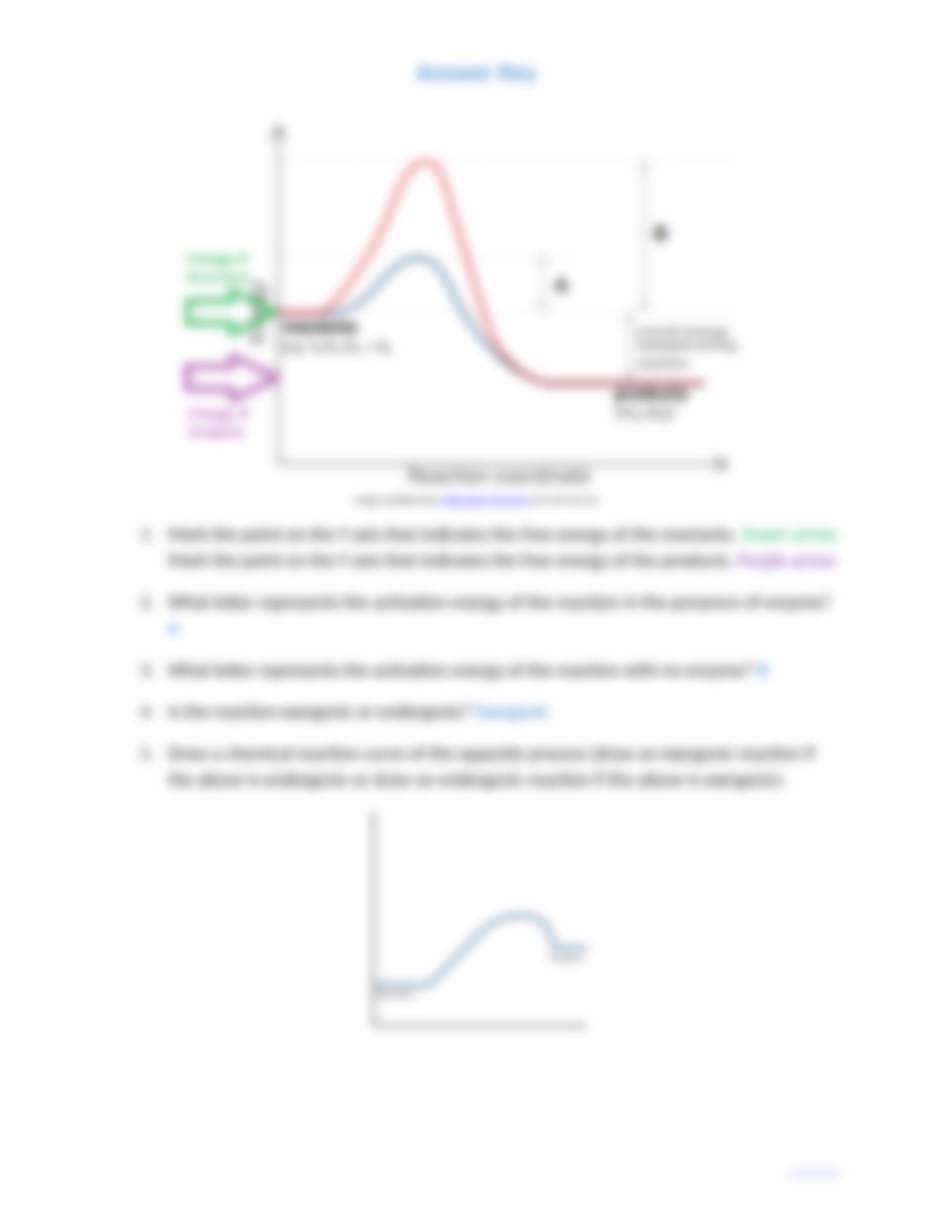 Enzyme_Basics_Worksheet_and_Key.docx_dxk5ily1npv_page2