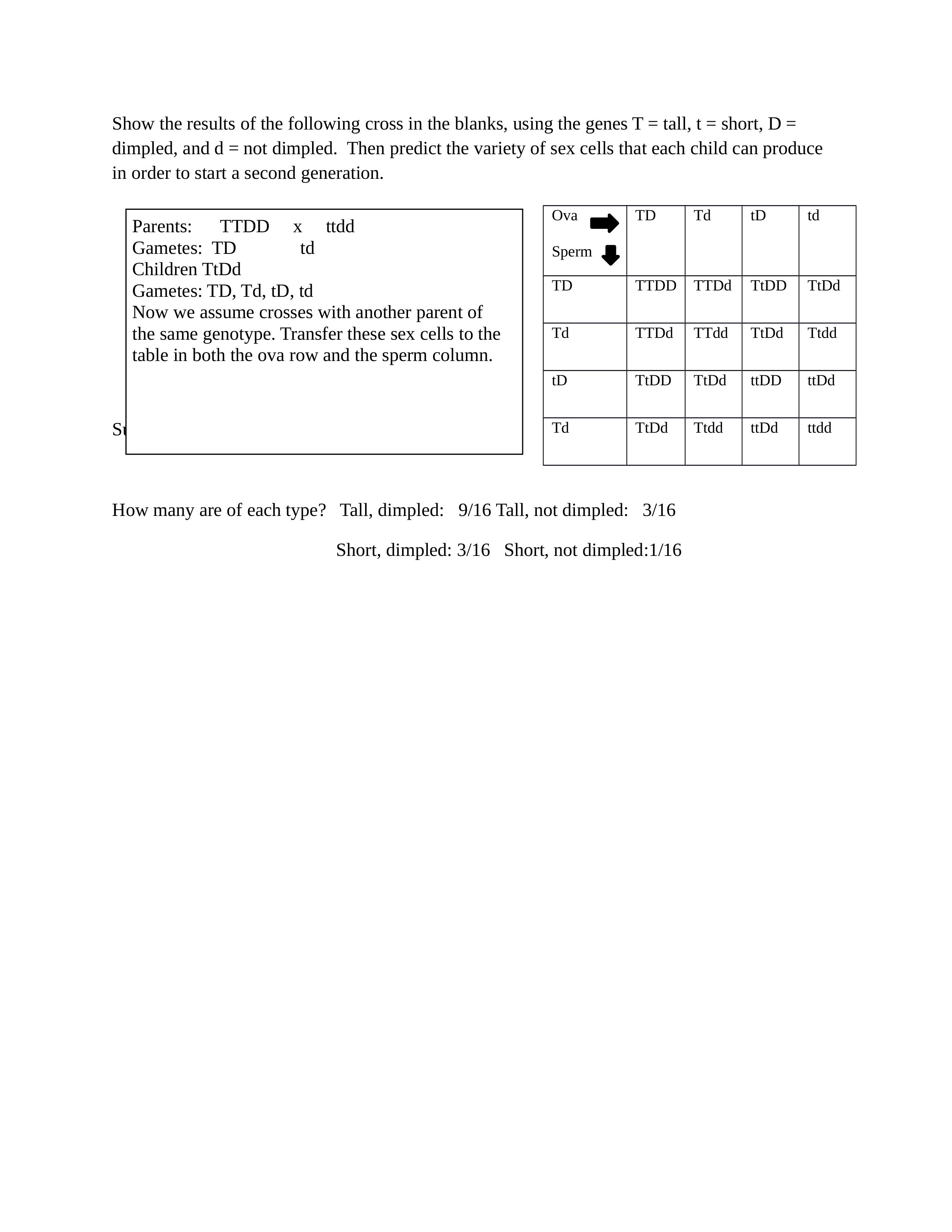 Module_5_Learning Activity 2 Dihybrid Crosses.docx_dxoz2r769wt_page2