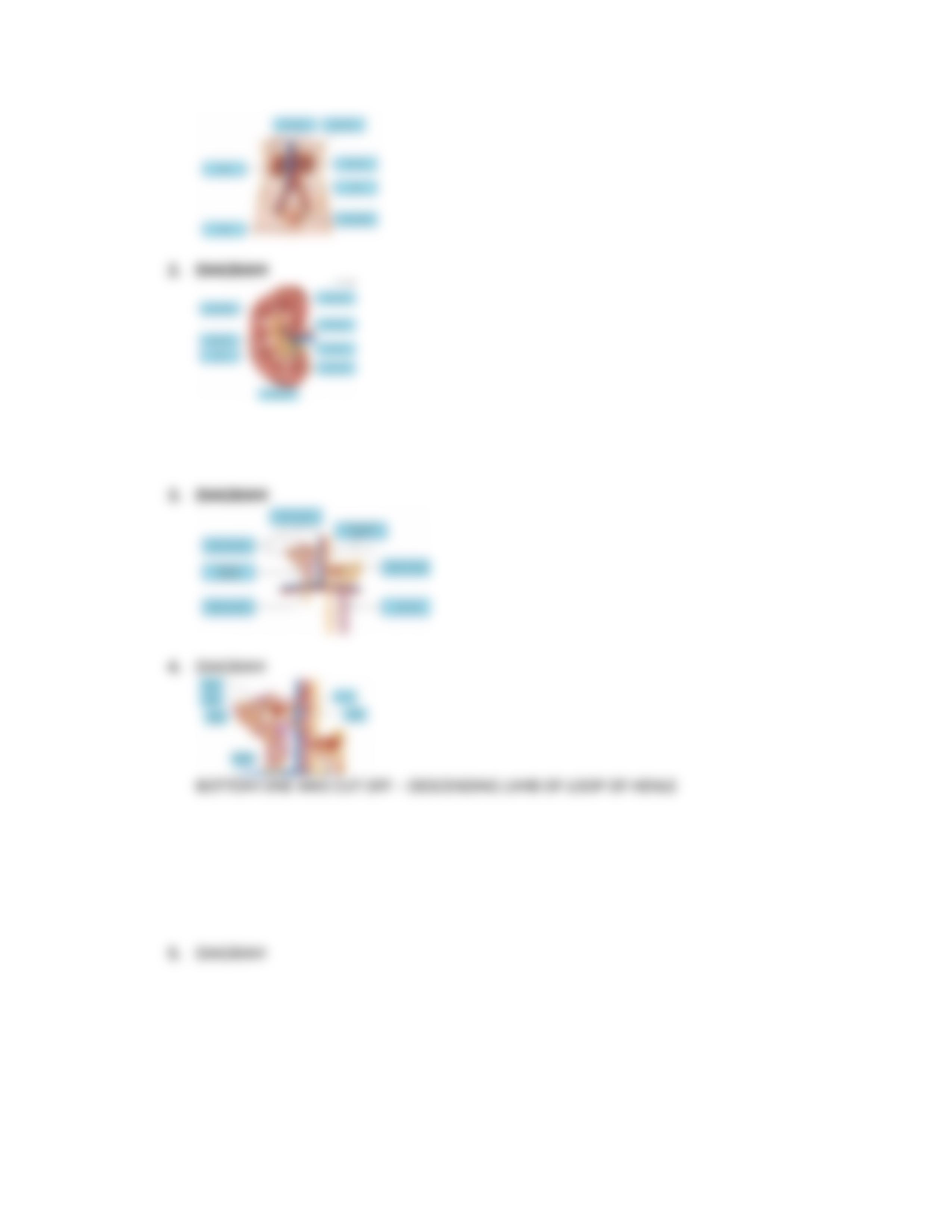 CHAPTER 25 URINARY SYSTEM.docx_dxxr5sywx27_page3