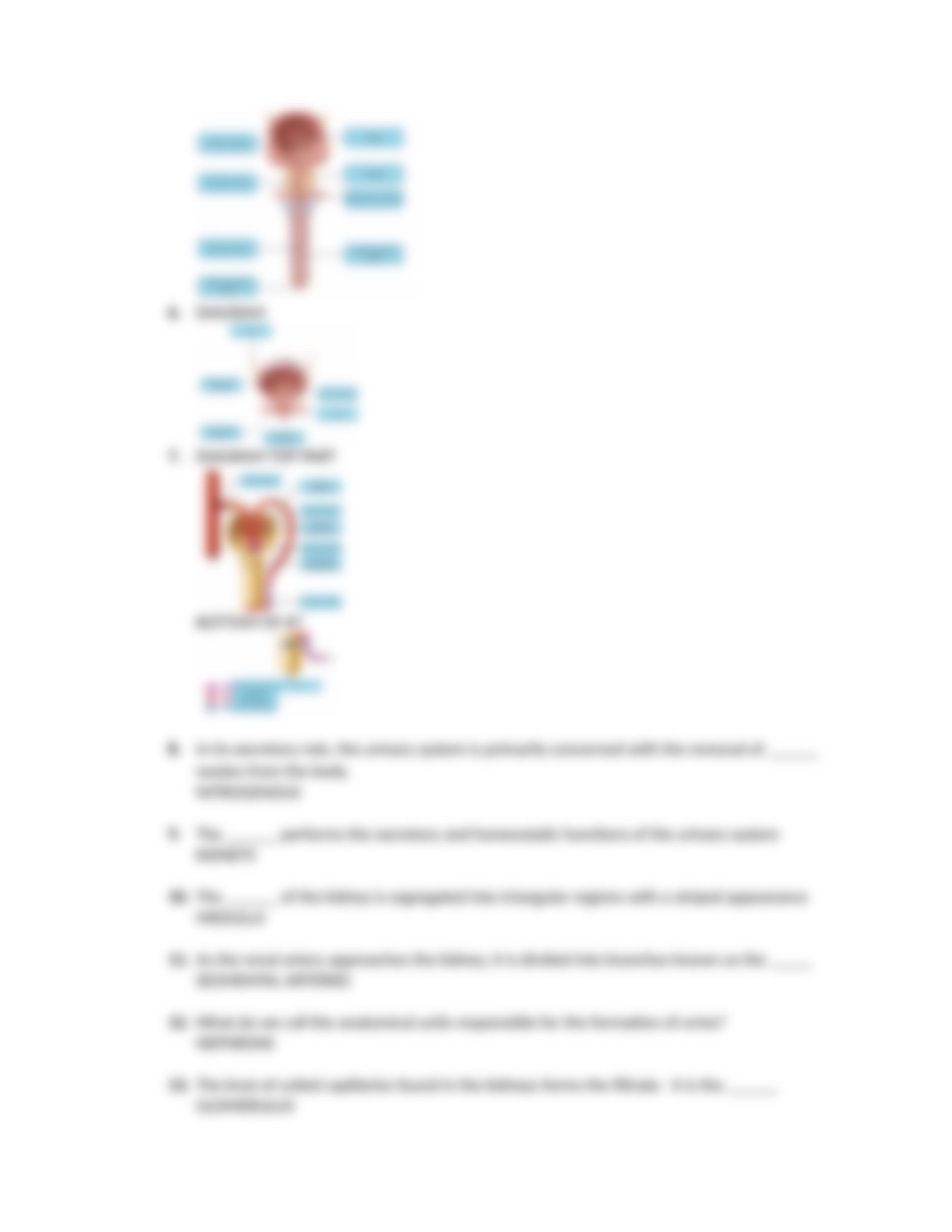 CHAPTER 25 URINARY SYSTEM.docx_dxxr5sywx27_page4