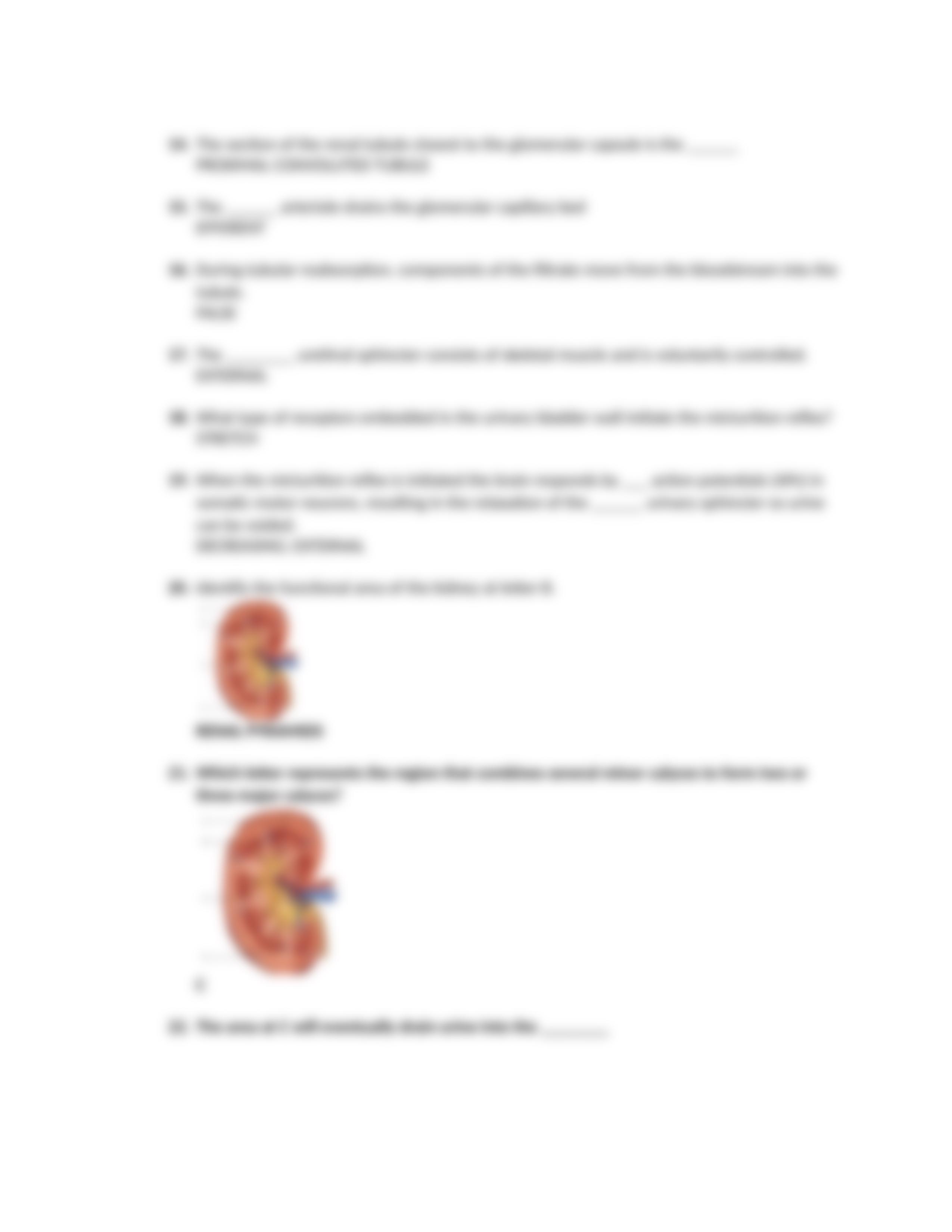 CHAPTER 25 URINARY SYSTEM.docx_dxxr5sywx27_page5