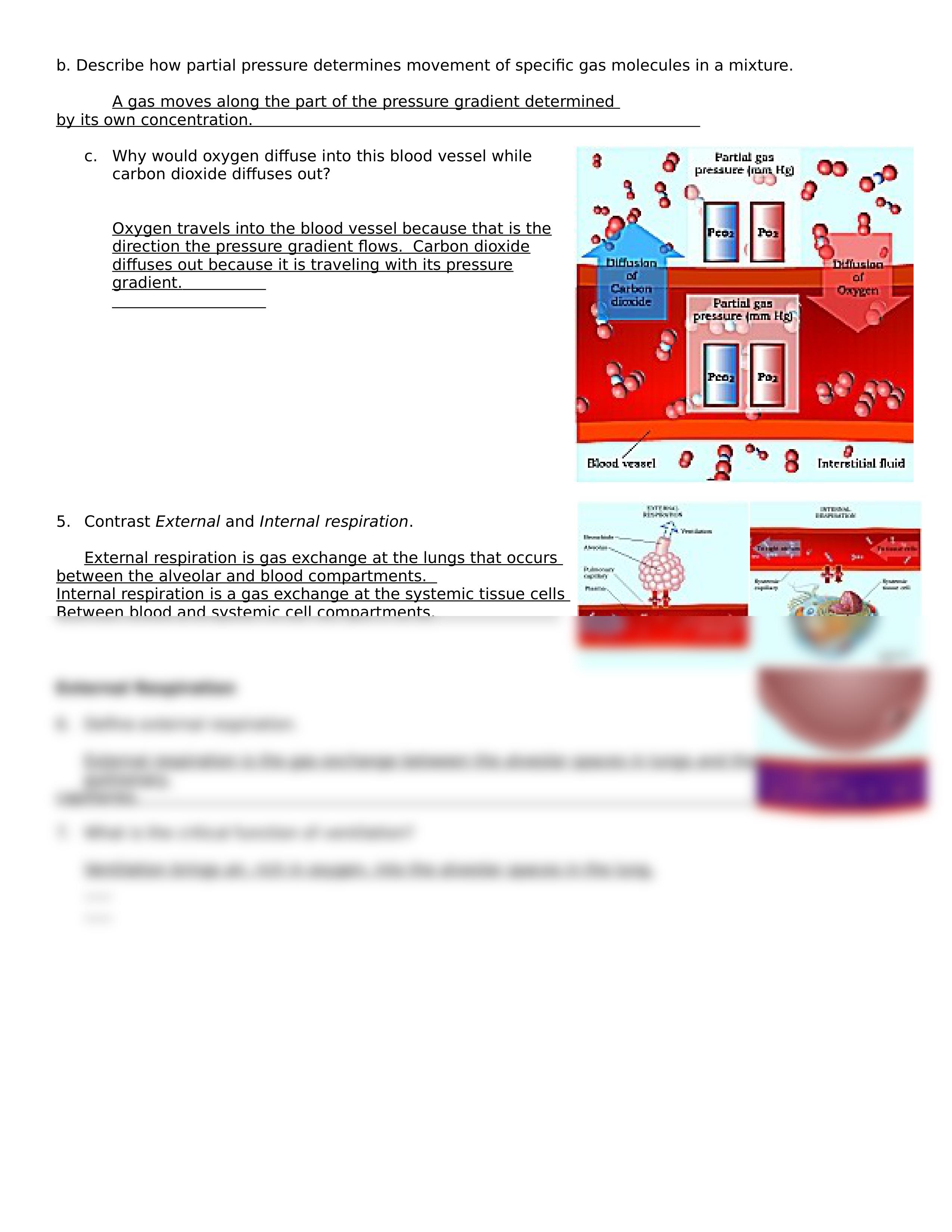 CH23+Gas+Exchange_dyrfhejvb16_page2