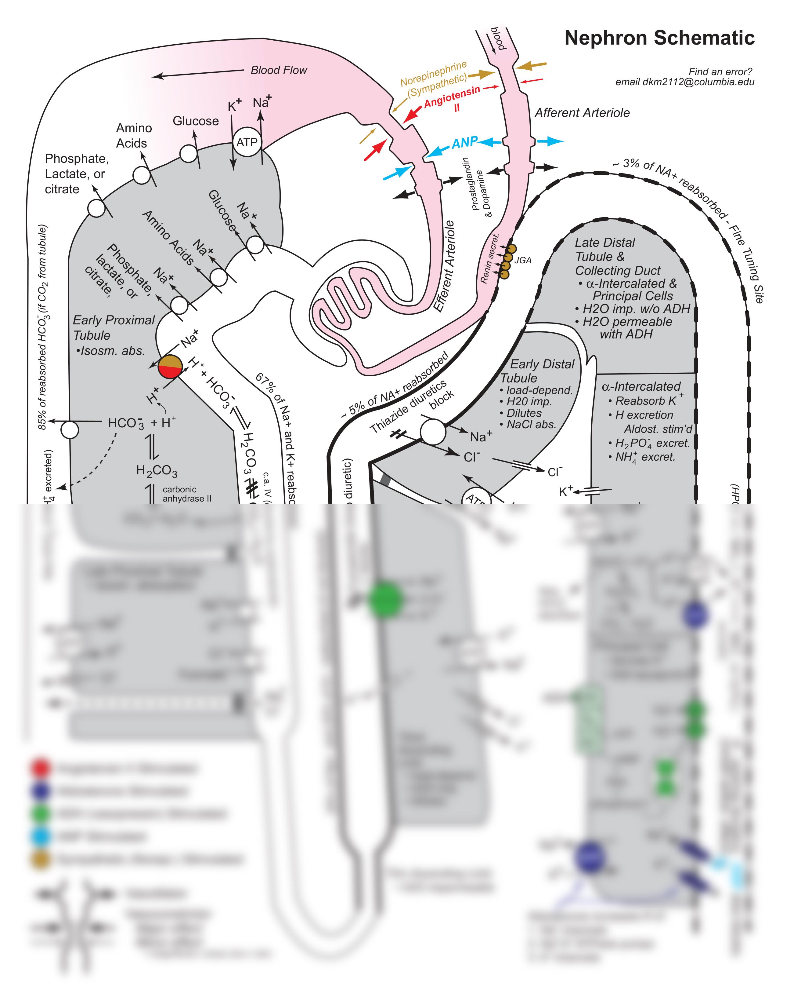 NephronMap_dz9un2b72ki_page1