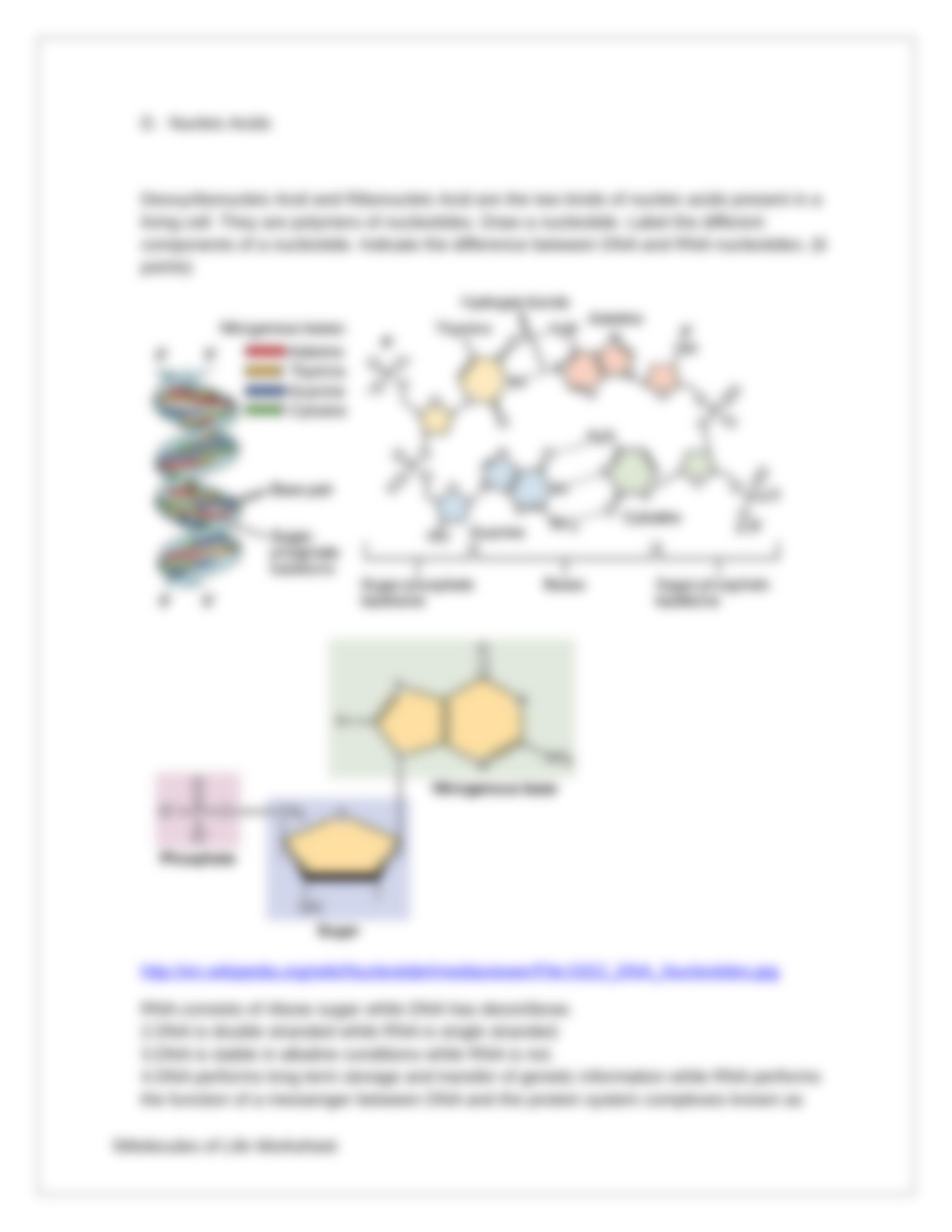 Molecules of Life Worksheet 2_dzpcbabsvm8_page5