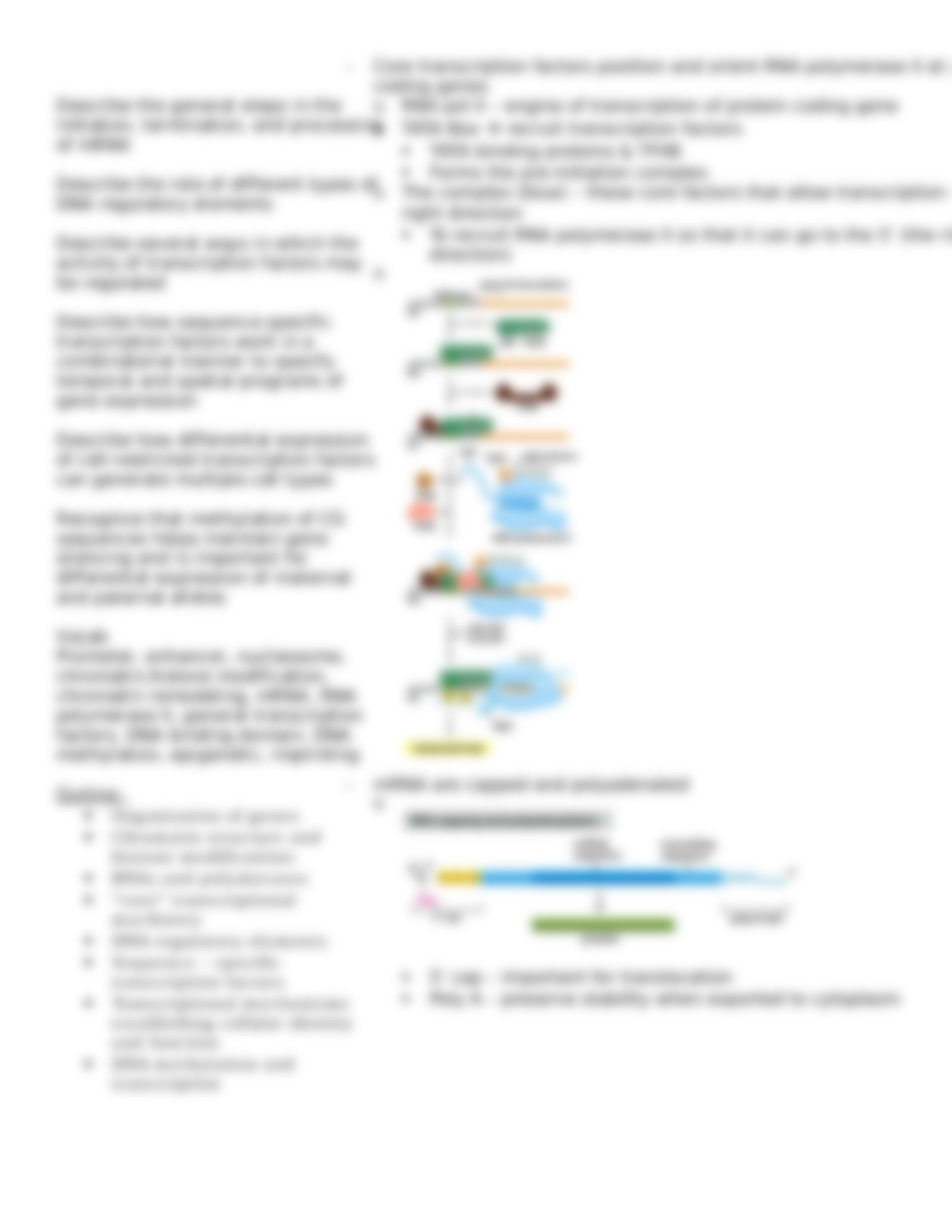 Lecture 07 Control of Transcription_dzt862aab1o_page5