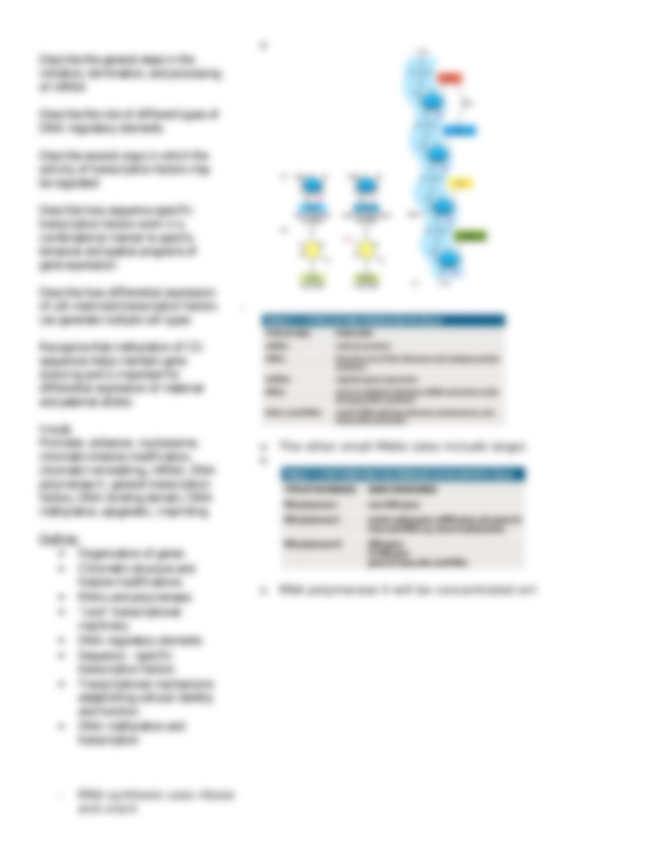 Lecture 07 Control of Transcription_dzt862aab1o_page4